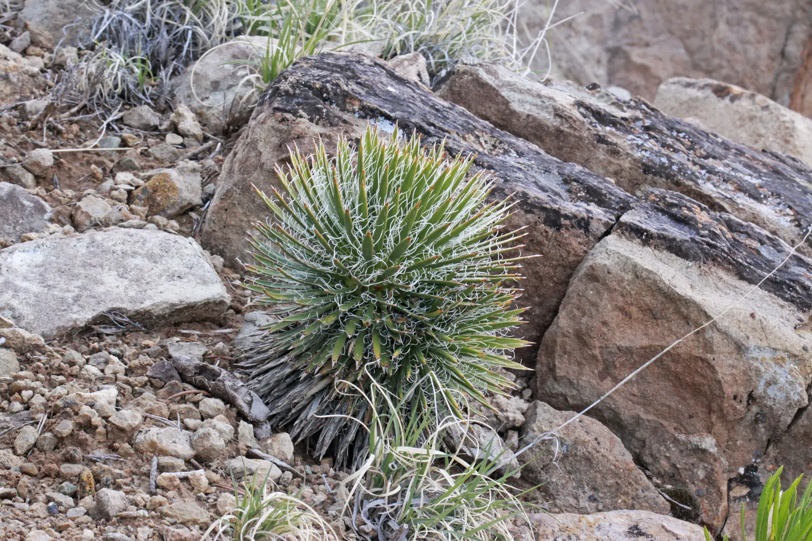 Spanish Bayonet (Yucca Aloifolia) — When planting, be sure to allow ample space from walkways and high-traffic areas due to its sharp foliage