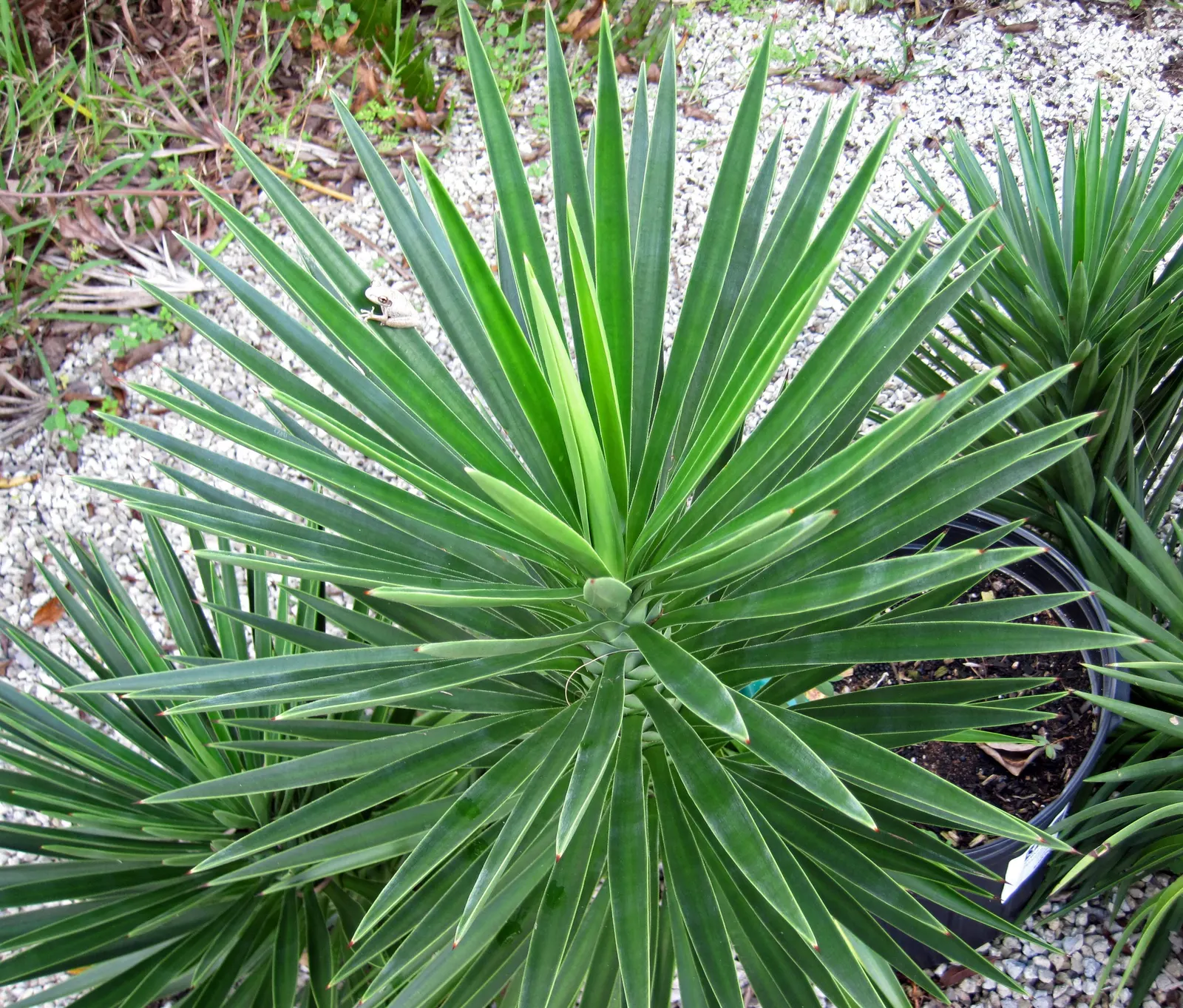 Spanish Bayonet (Yucca Aloifolia) — presents a striking accent for any landscape design; shrub with white blooms, image 62
