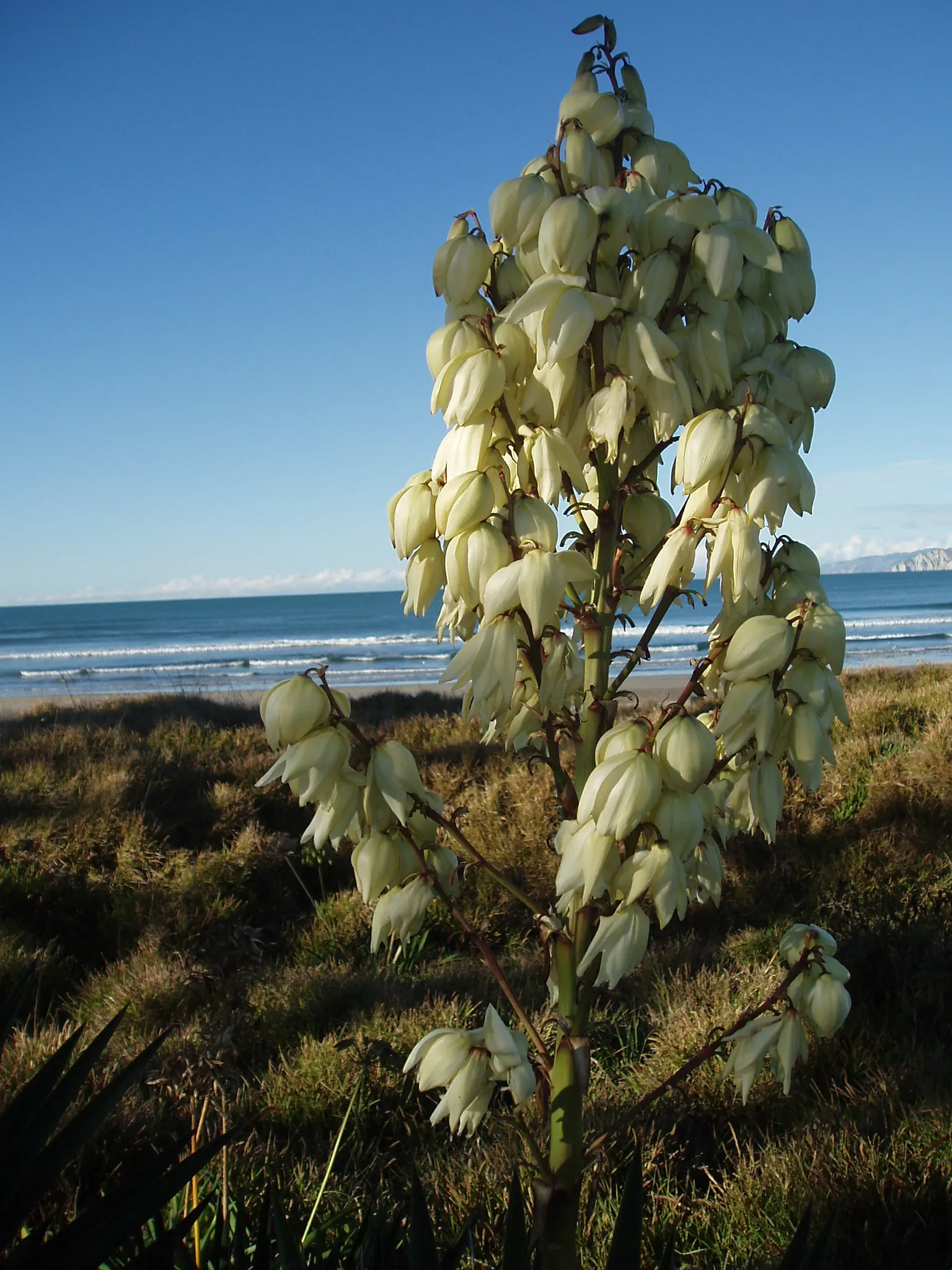 Spanish Bayonet (Yucca Aloifolia) — reaching heights of 10-15 feet with a spread of 3-8 feet; this evergreen shrub typically grows to a height of, image 83