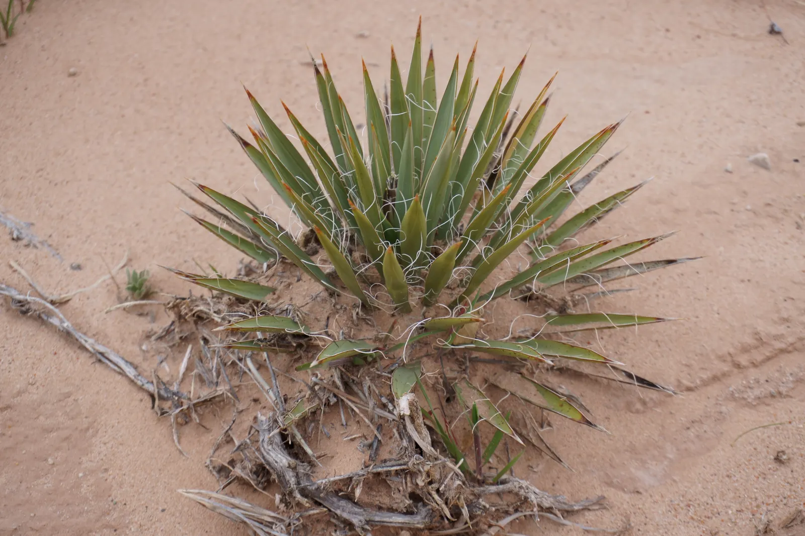 Spanish Bayonet (Yucca Aloifolia) — with mature plants showcasing dramatic white flower spikes up to 2 feet long; white flowers in the garden