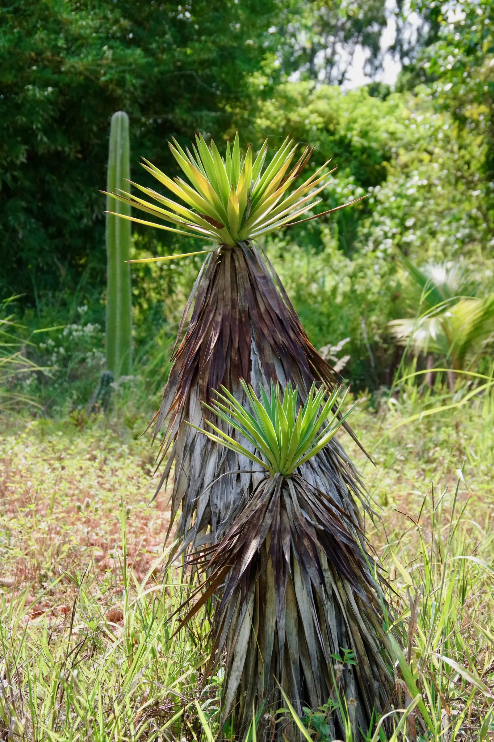 Spanish Bayonet (Yucca Aloifolia) — making it an excellent choice for water-wise gardens or xeriscaping; yucca aloifolia is also well-suited to coastal