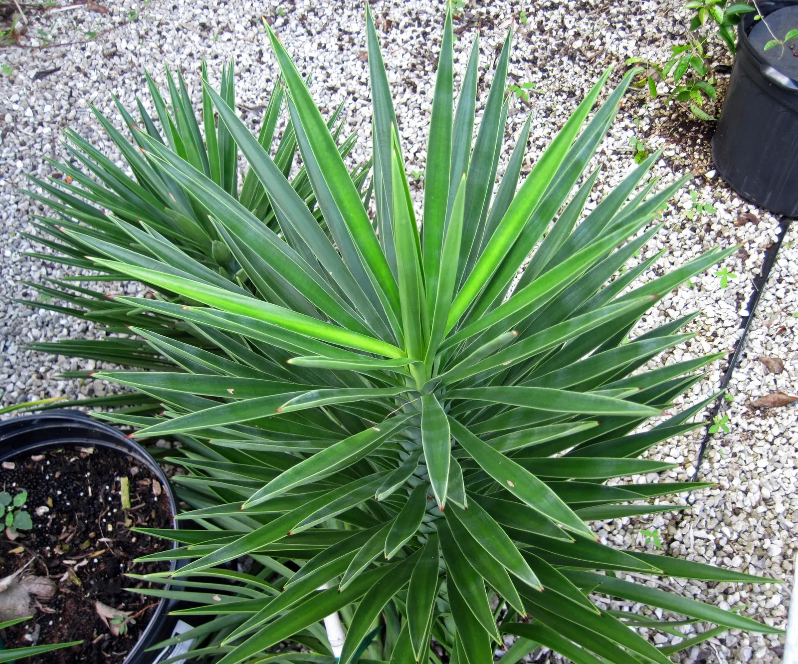 Spanish Bayonet (Yucca Aloifolia) — It is highly drought-tolerant once established; presents a striking accent for any landscape design