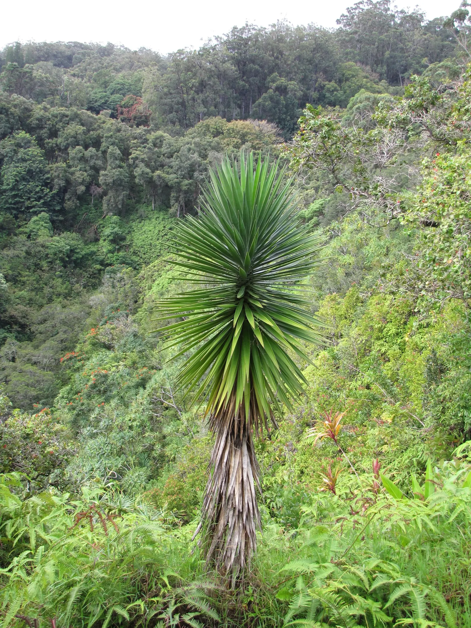 Spanish Bayonet (Yucca Aloifolia) — which is the inspiration for its name