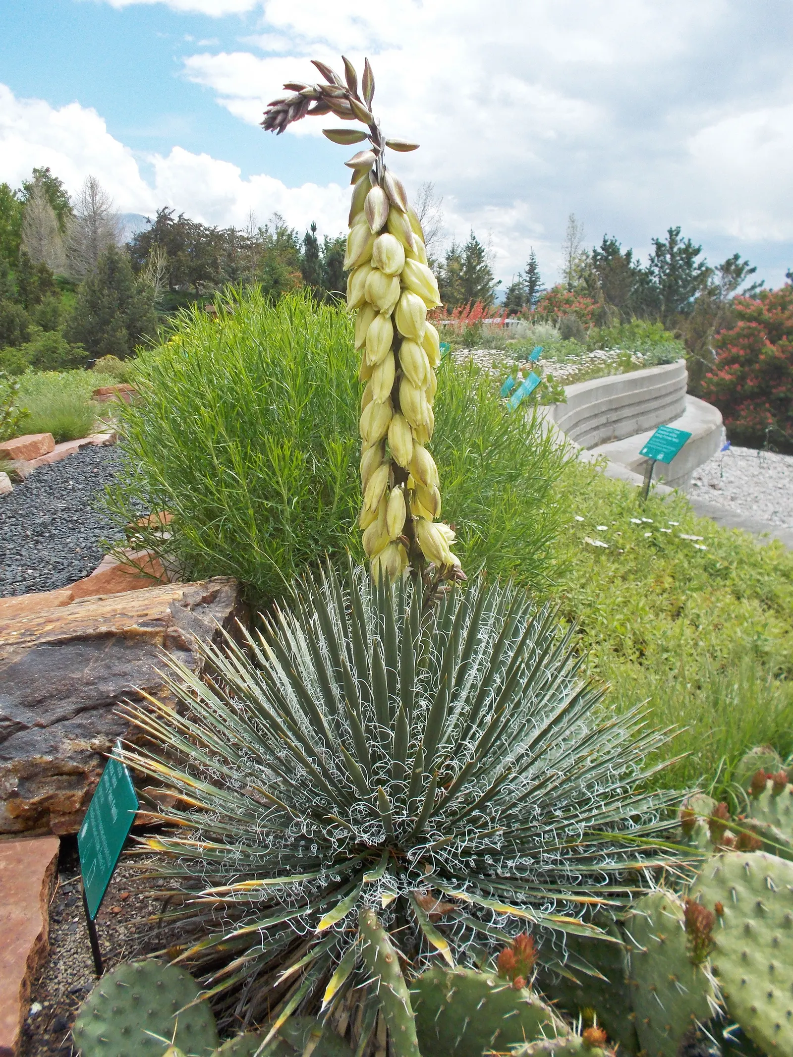 Spanish Bayonet (Yucca Aloifolia) — shrub for full or half or shade; with its bold texture and form, the Spanish Bayonet is a superb focal plant, image 81