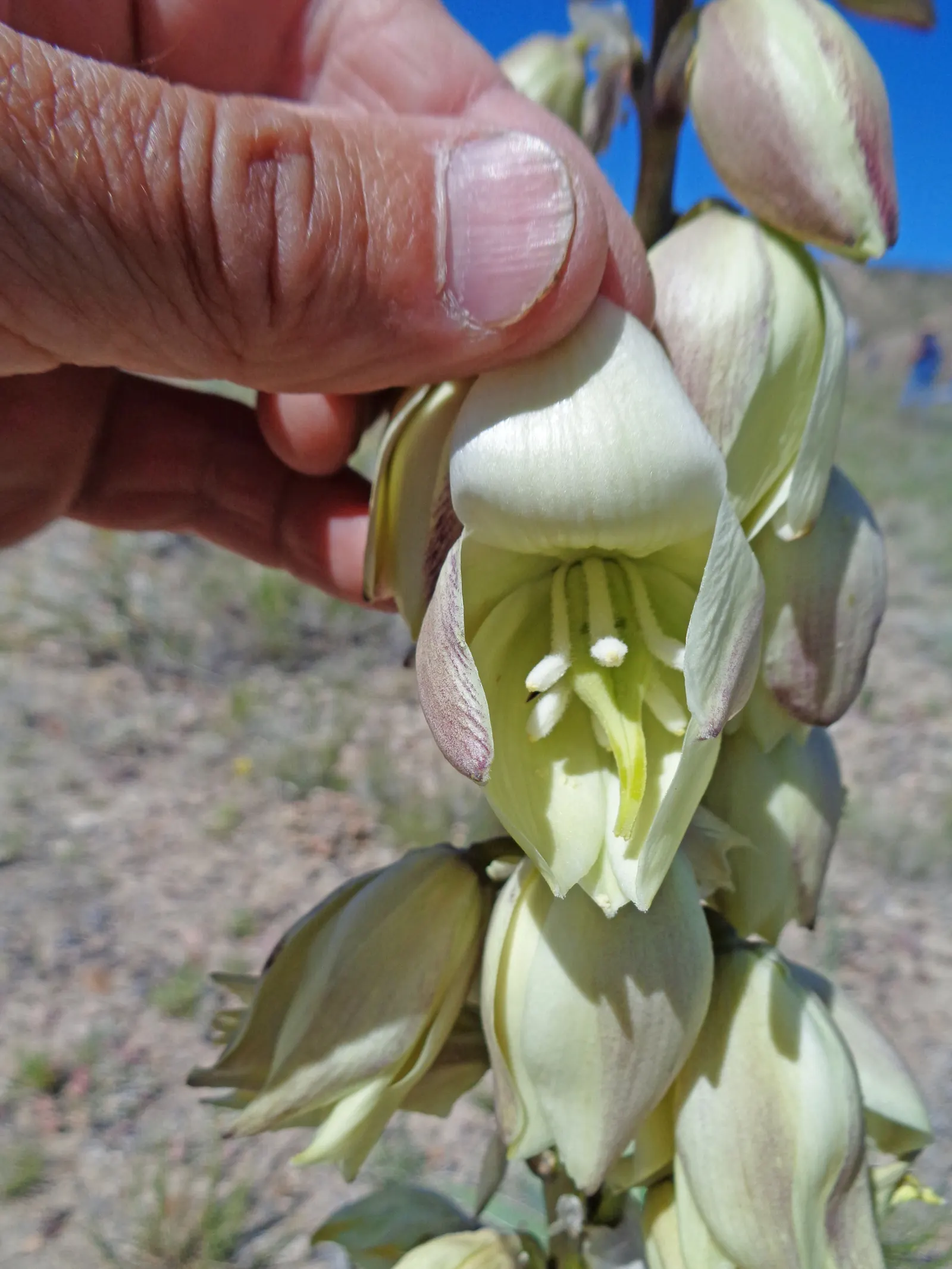 Spanish Bayonet (Yucca Aloifolia) — Yucca aloifolia is also well-suited to coastal environments