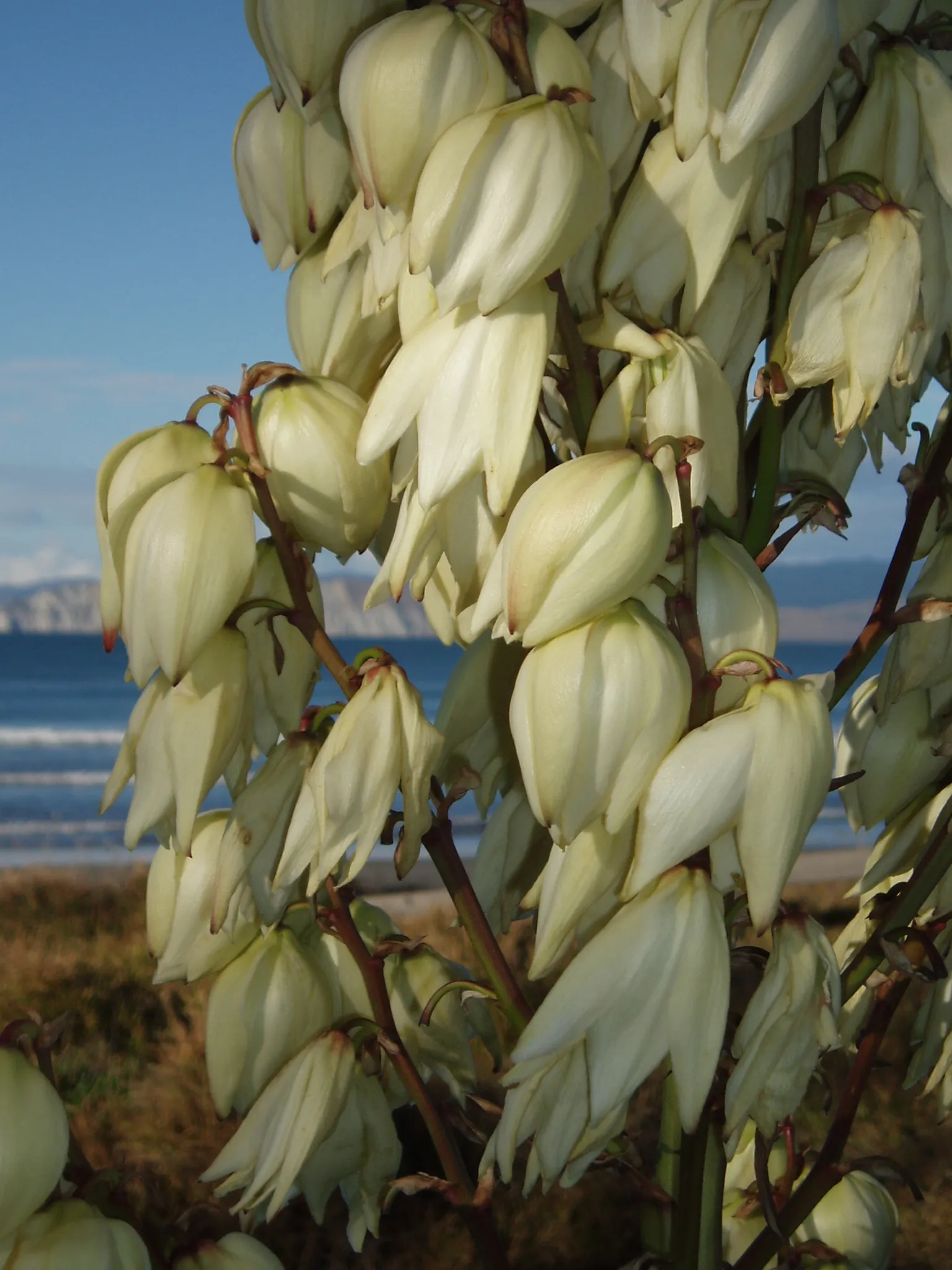 Spanish Bayonet (Yucca Aloifolia) — shrub with white blooms; it is highly drought-tolerant once established, image 80