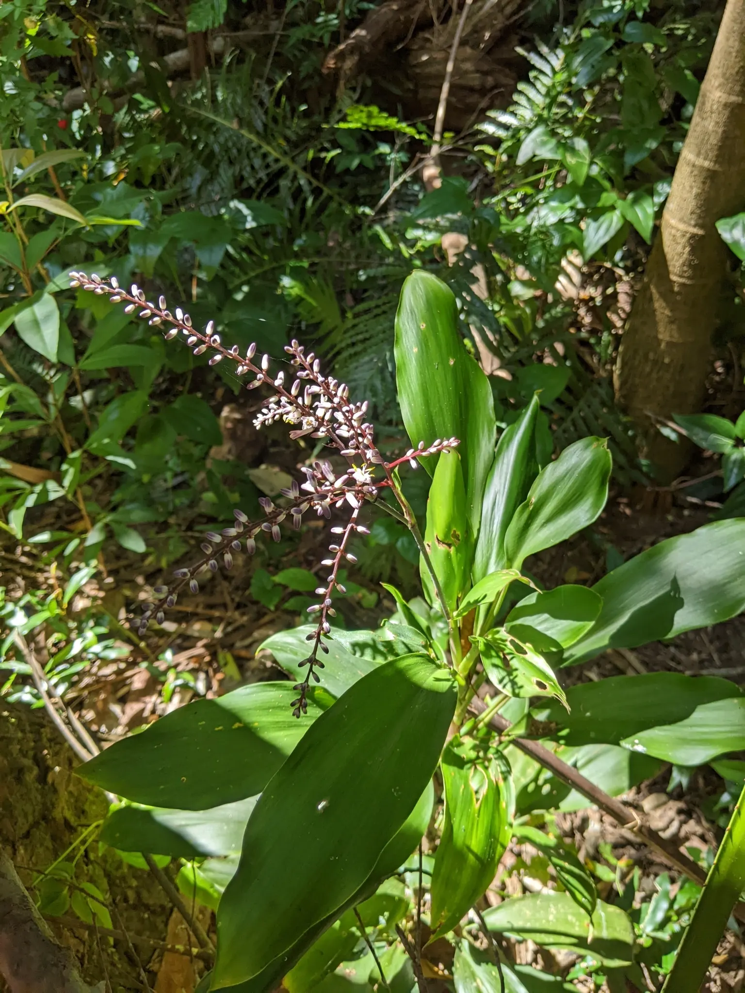Spanish Bayonet (Yucca Aloifolia) — measuring about 1 to 2 feet in length and 1 to 3 inches wide