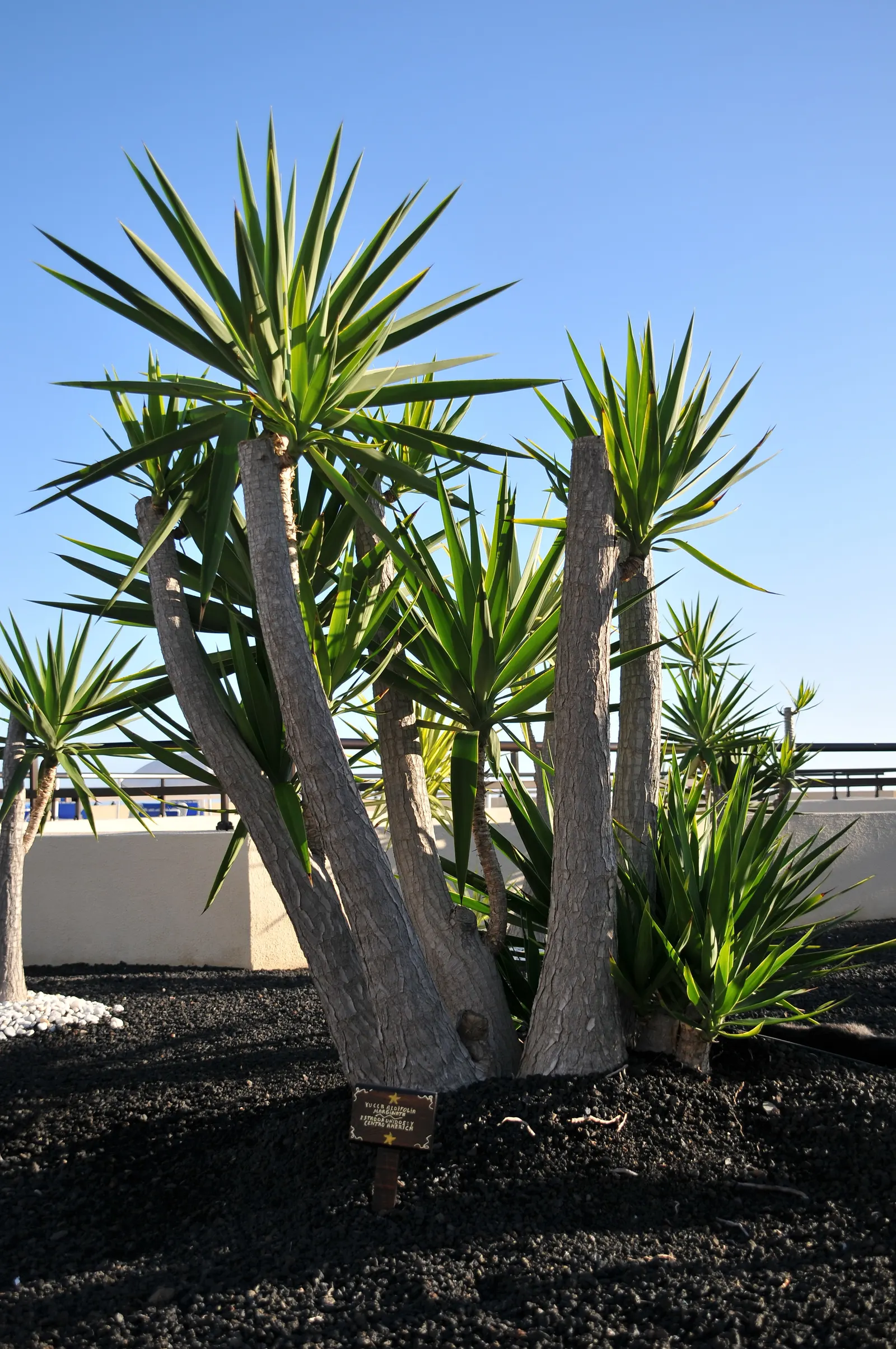 Spanish Bayonet (Yucca Aloifolia) — With its bold texture and form, the Spanish Bayonet is a superb focal plant that provides year-round interest, image 78