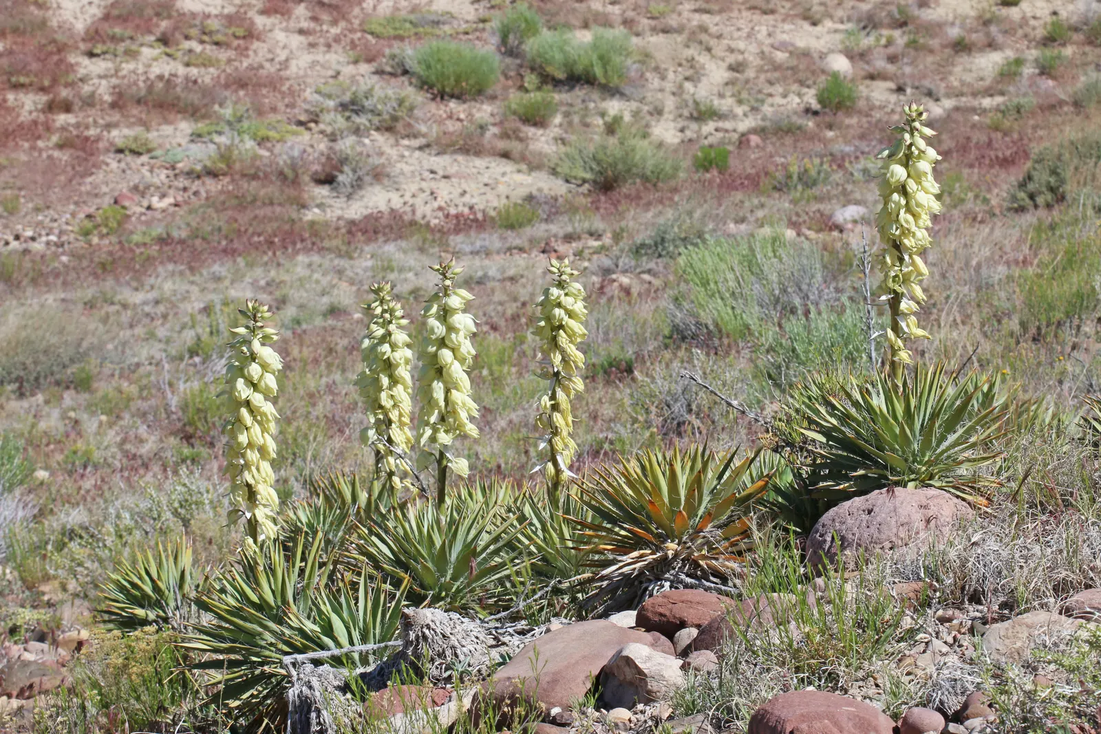 Spanish Bayonet (Yucca Aloifolia) — making it an excellent choice for water-wise gardens or xeriscaping
