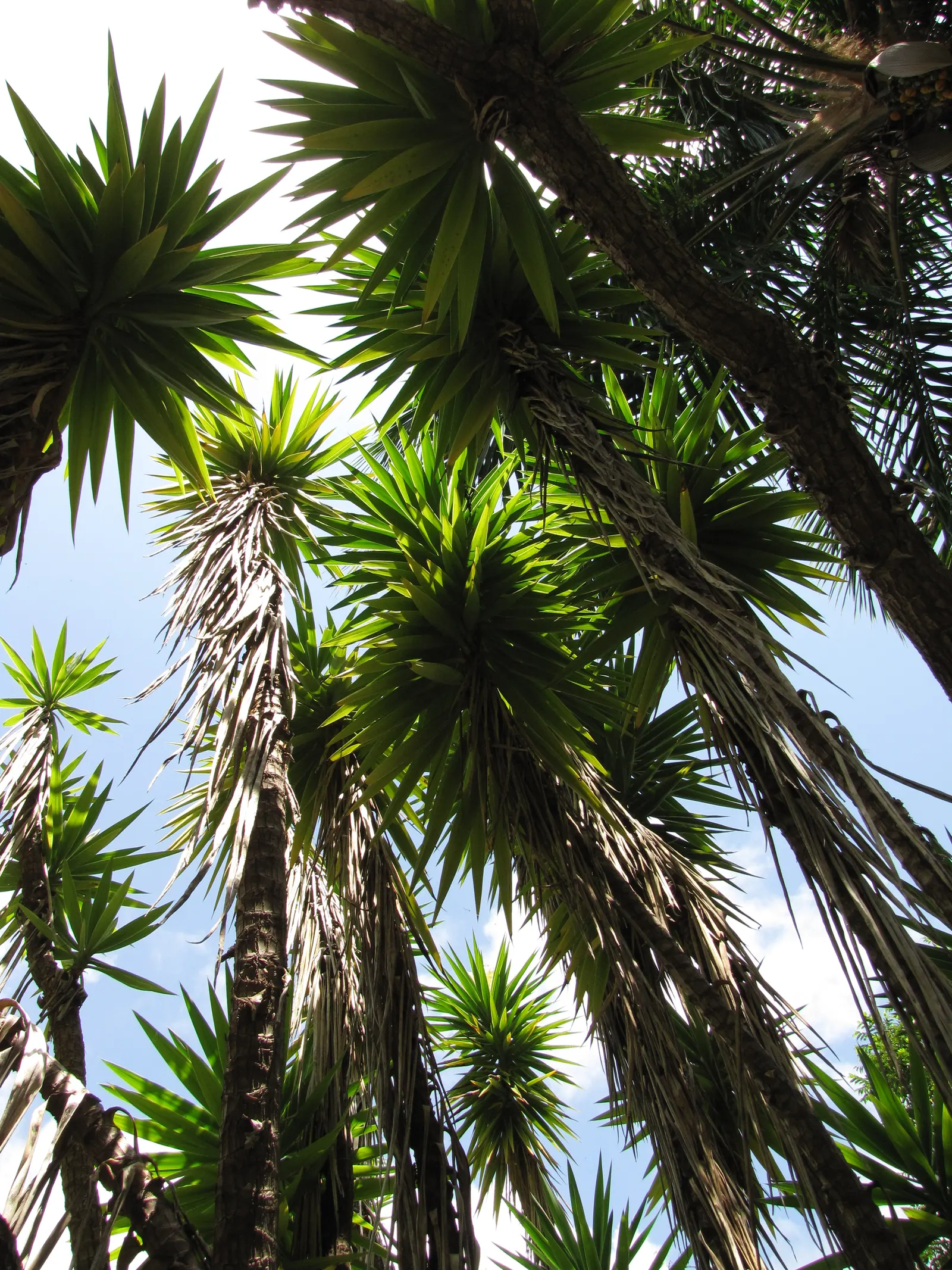 Spanish Bayonet (Yucca Aloifolia) — making it an excellent choice for water-wise gardens or xeriscaping; yucca aloifolia is also well-suited to, image 73