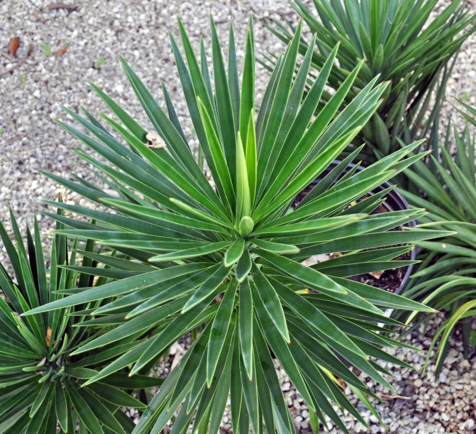 Spanish Bayonet (Yucca Aloifolia) — it produces an impressive display of white or cream flowers that stand above the foliage in long, image 41