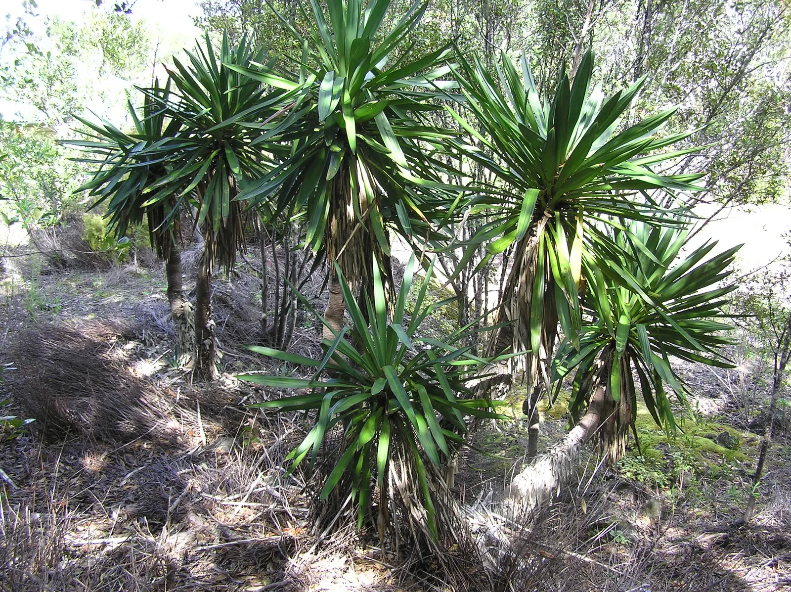 Spanish Bayonet (Yucca Aloifolia) — requiring minimal irrigation