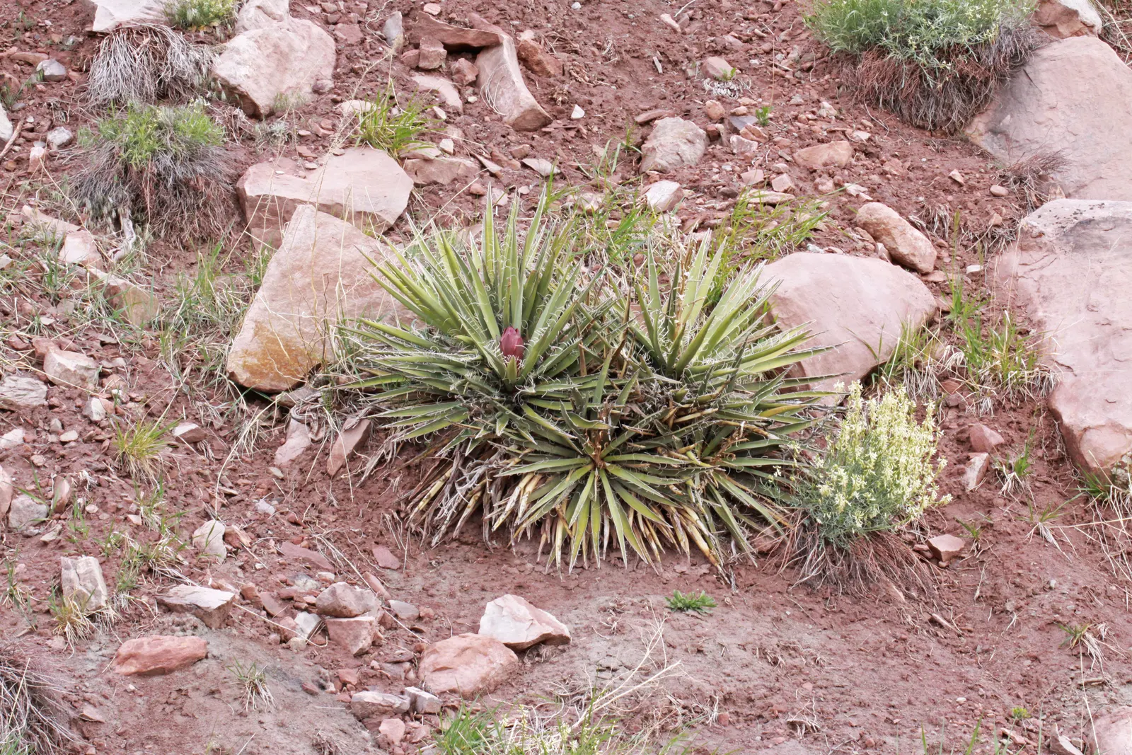 Spanish Bayonet (Yucca Aloifolia) — Yucca aloifolia is also well-suited to coastal environments; though it can tolerate some light shade, image 76
