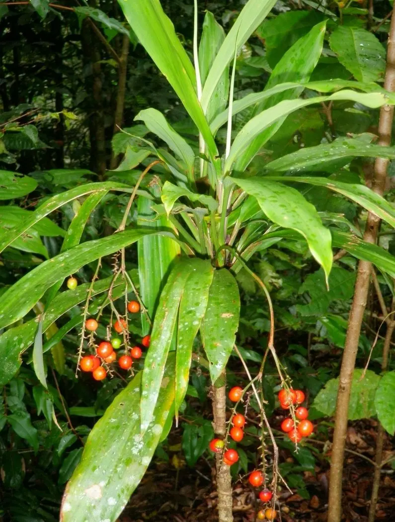 Spanish Bayonet (Yucca Aloifolia) — This evergreen shrub typically grows to a height of 10 to 15 feet with a spread of 3 to 5 feet
