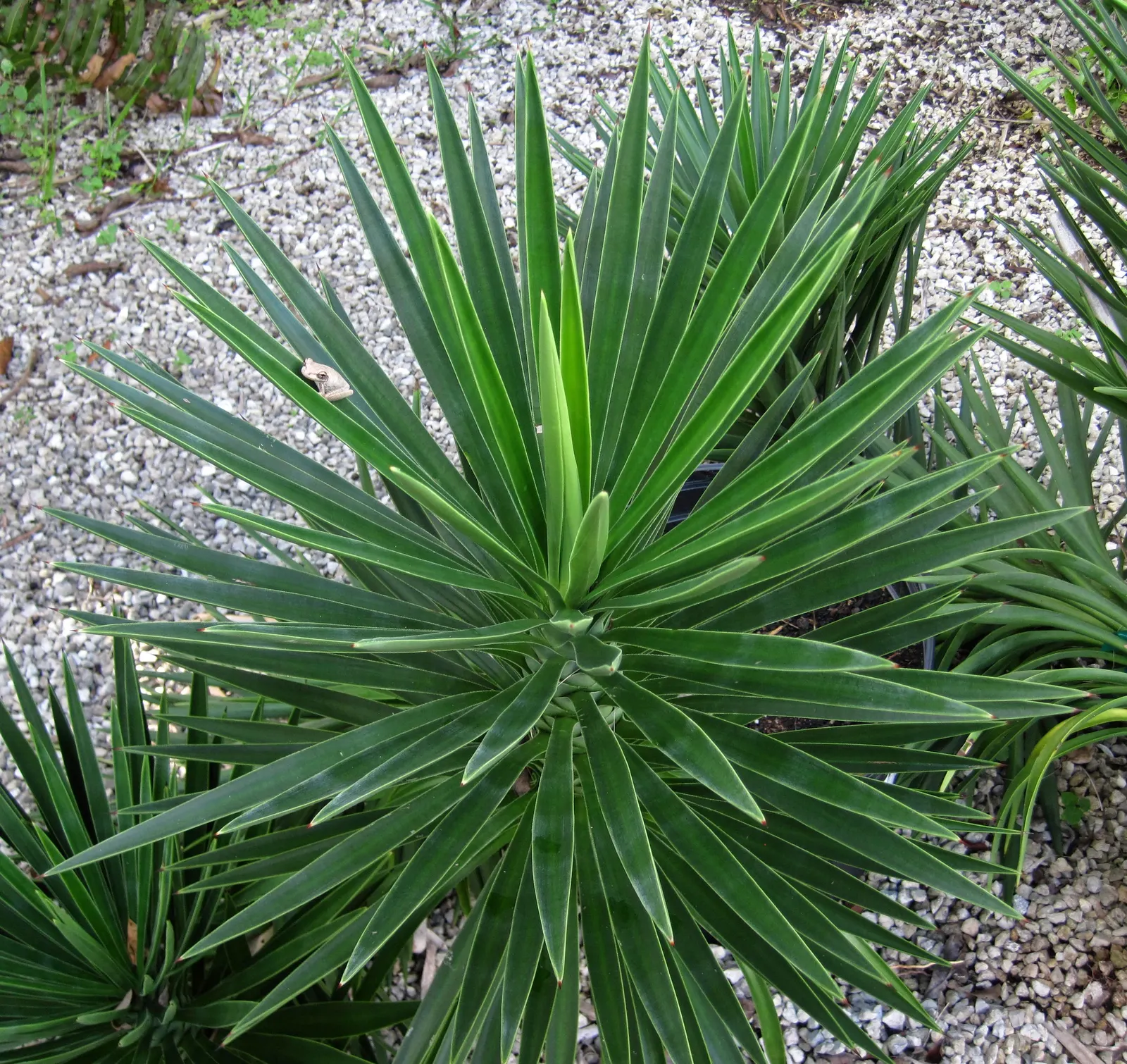 Spanish Bayonet (Yucca Aloifolia) — which is the inspiration for its name; and are edged with curling