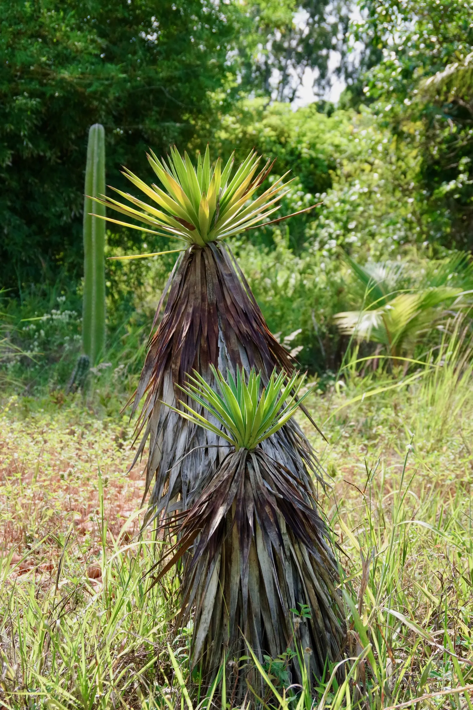 Spanish Bayonet (Yucca Aloifolia) — though it can tolerate some light shade