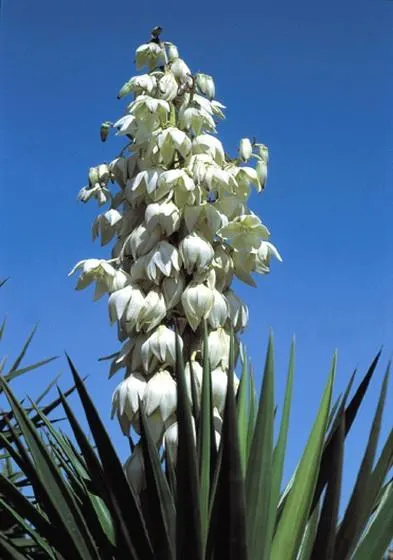 Spanish Bayonet (Yucca Aloifolia) — Well-draining soil is a must to prevent root rot
