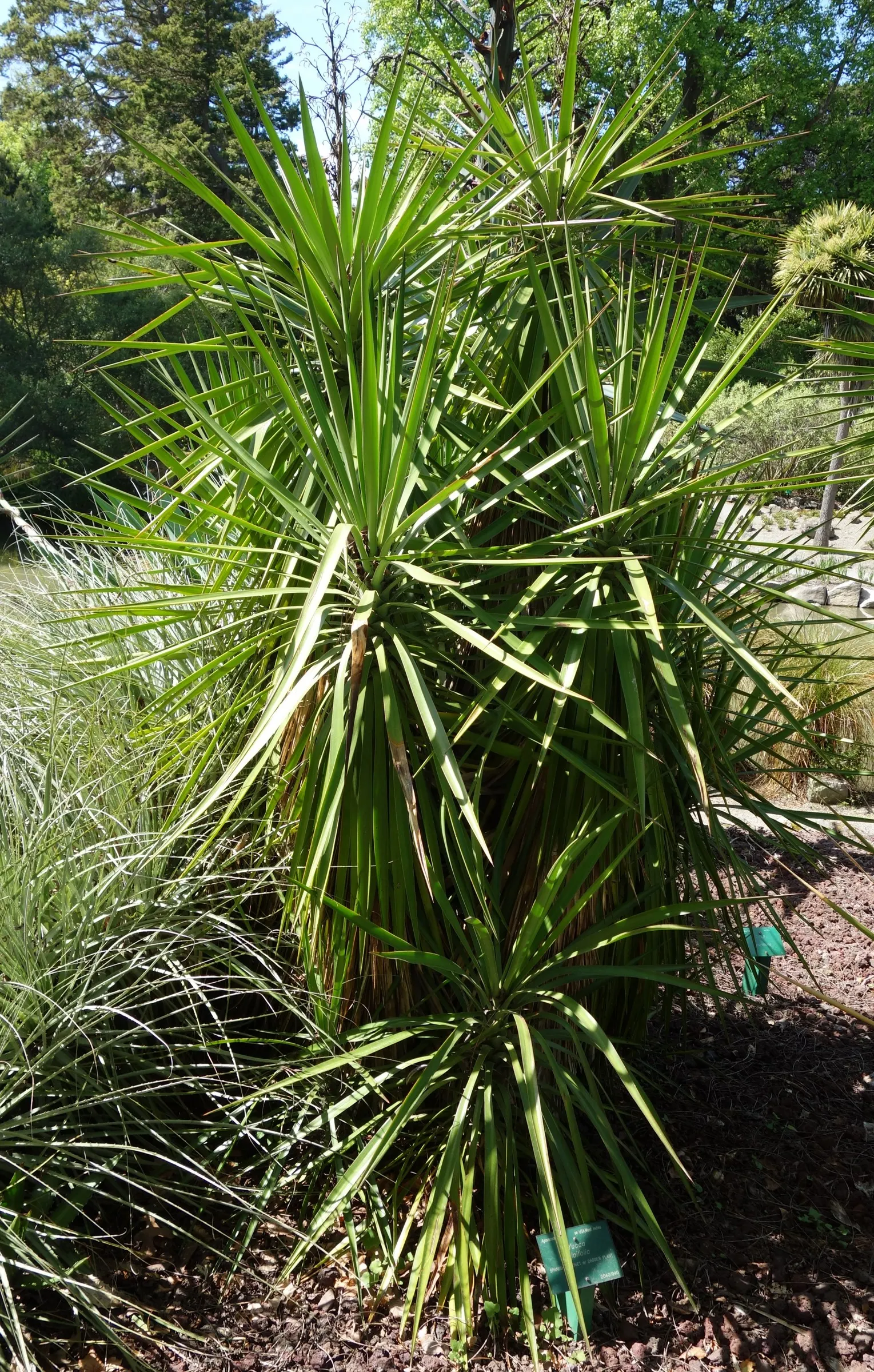 Spanish Bayonet (Yucca Aloifolia) — stiff leaves of deep green form a dense rosette; requiring minimal irrigation, image 84