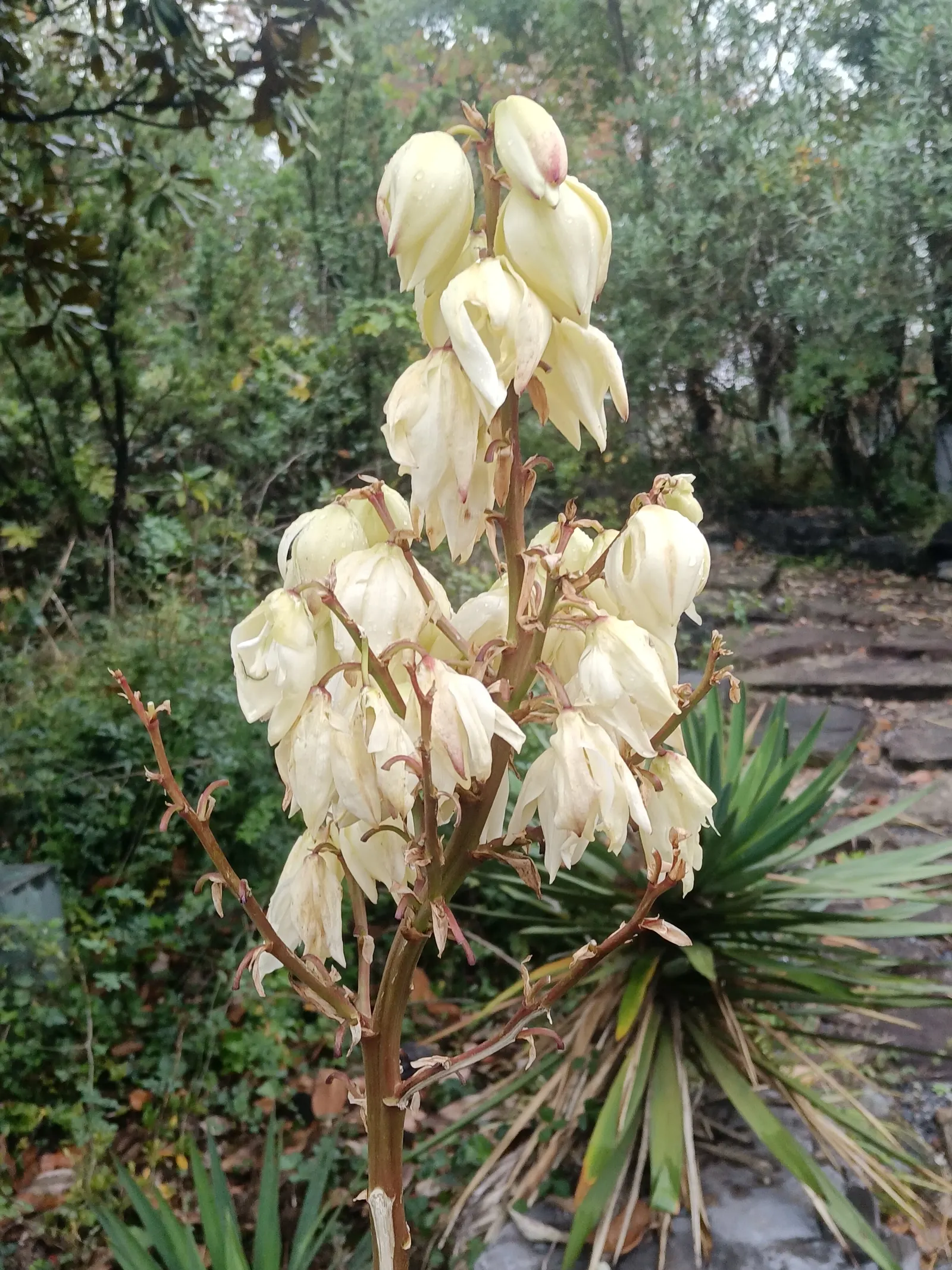 Spanish Bayonet (Yucca Aloifolia) — is a striking evergreen accent plant