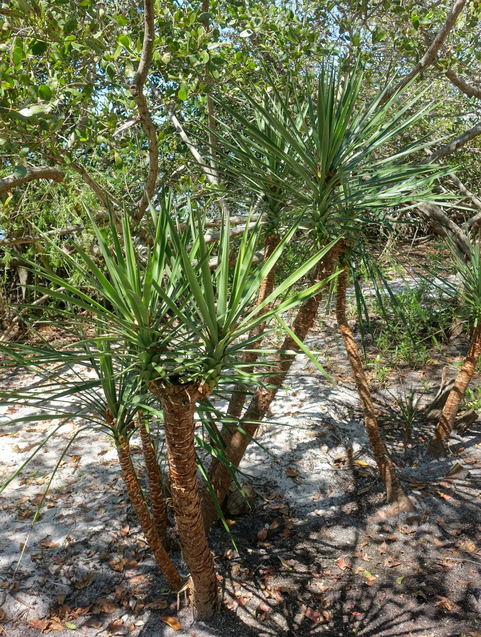 Spanish Bayonet (Yucca Aloifolia) — white flowers in the garden