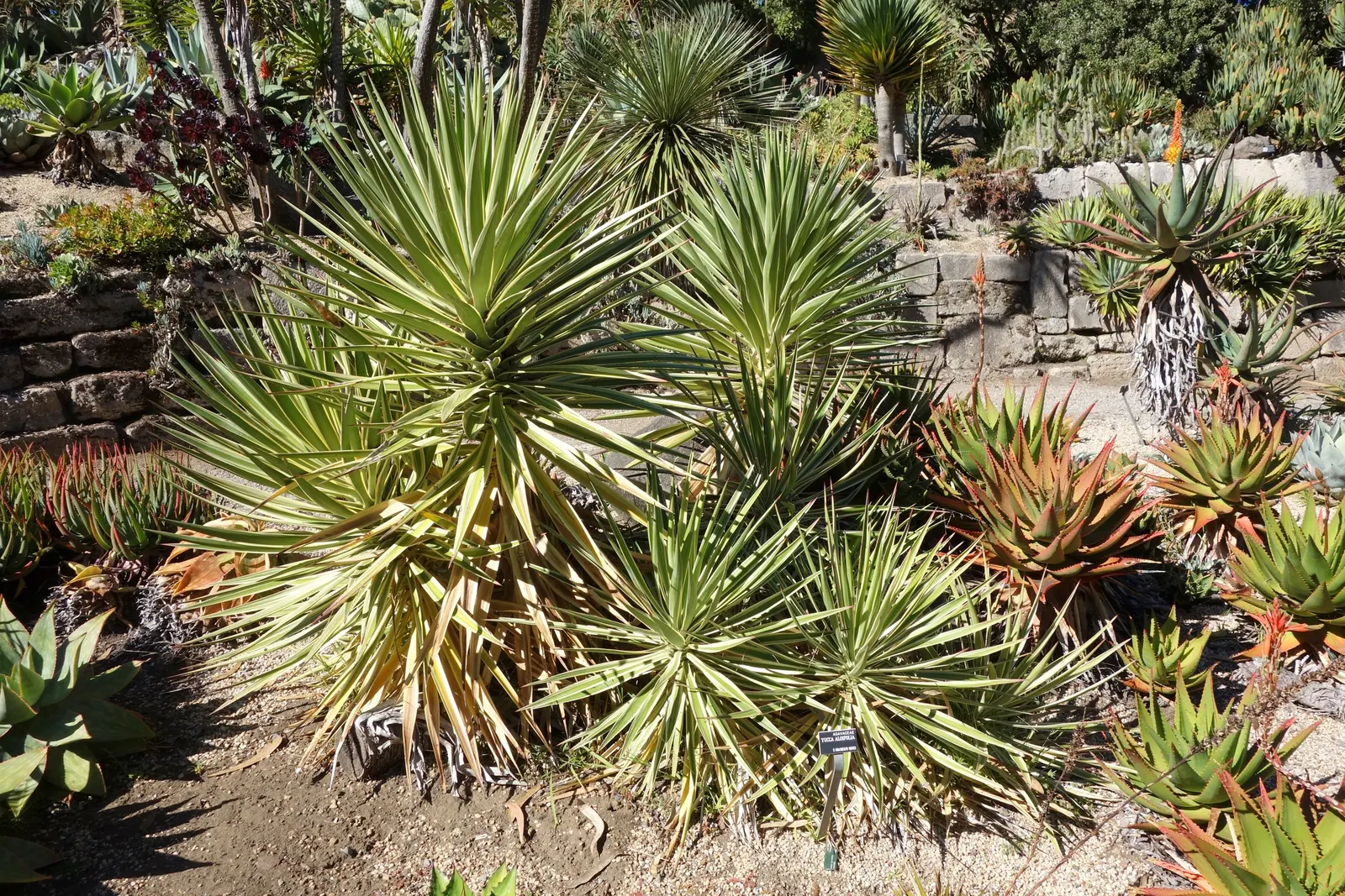 Spanish Bayonet (Yucca Aloifolia) — is a striking evergreen accent plant; with mature plants showcasing dramatic white flower spikes up to 2 feet, image 82