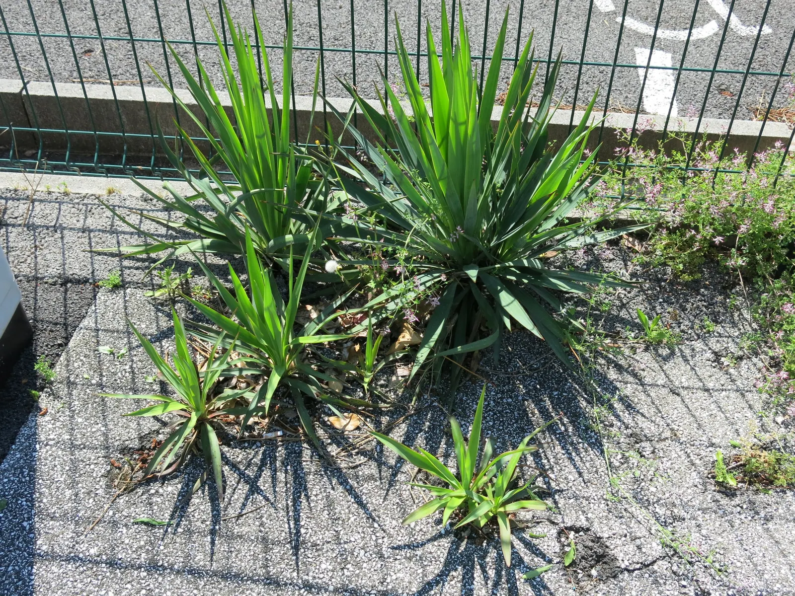 Spanish Bayonet (Yucca Aloifolia) — and with its high salt tolerance
