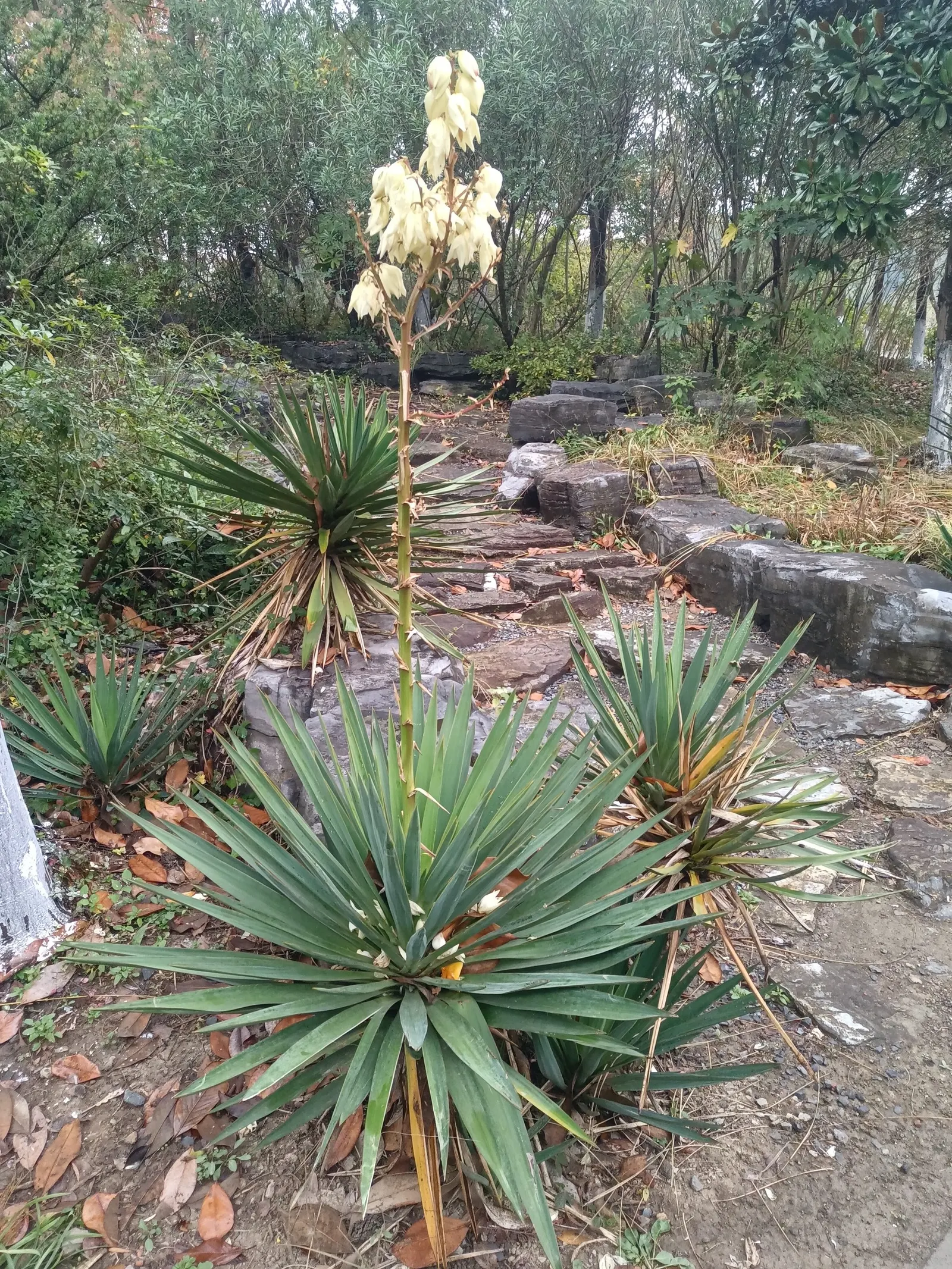 Spanish Bayonet (Yucca Aloifolia) — white flowers in the garden; which is the inspiration for its name