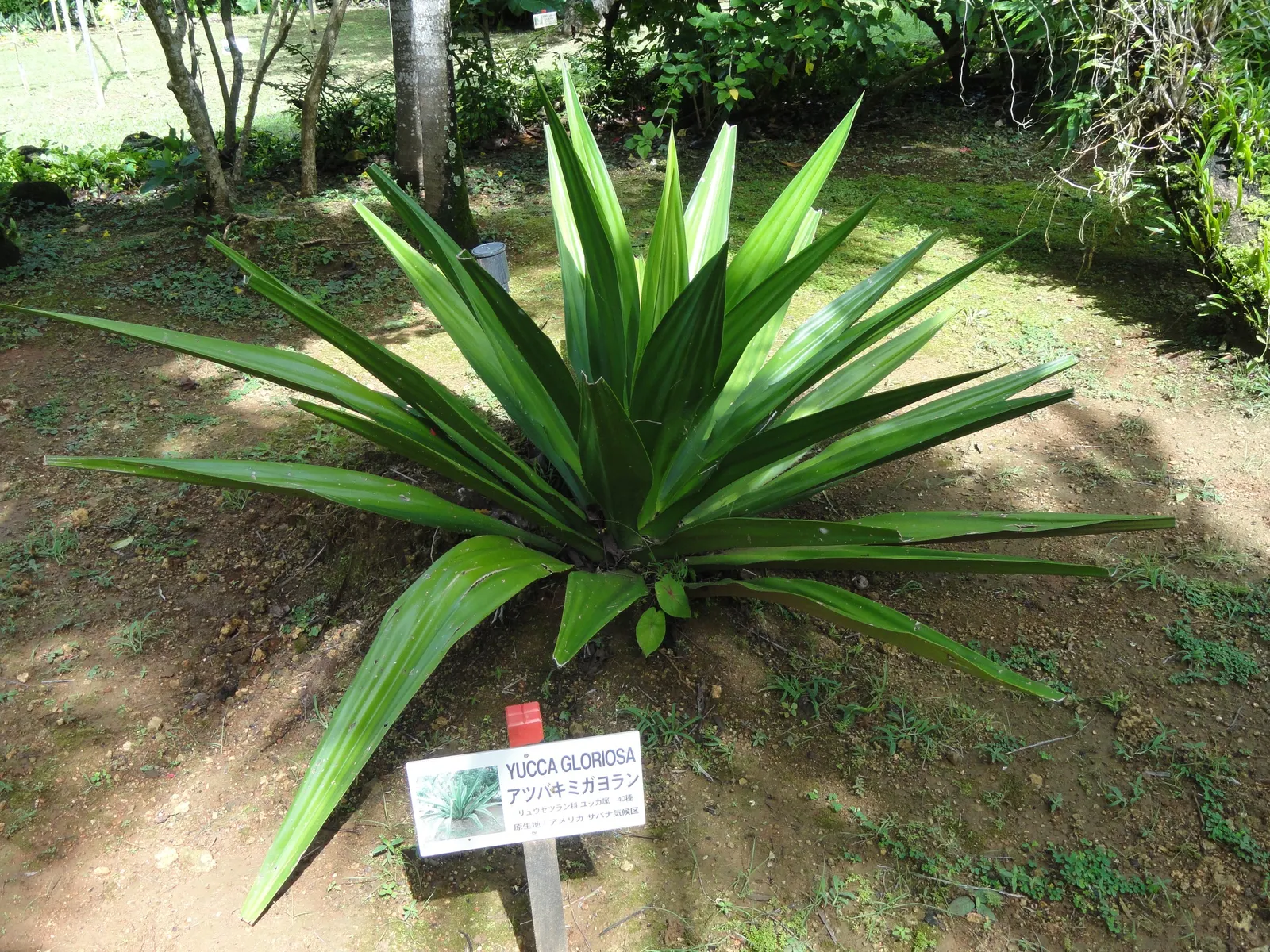 Spanish Bayonet (Yucca Aloifolia) — Yucca aloifolia is also well-suited to coastal environments; though it can tolerate some light shade