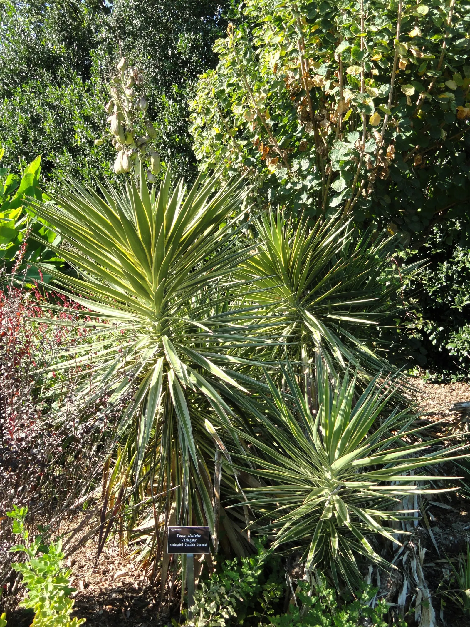 Spanish Bayonet (Yucca Aloifolia) — With its bold texture and form, the Spanish Bayonet is a superb focal plant that provides year-round interest