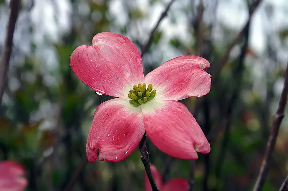 Cherokee Chief Dogwood (Cornus Florida 'Cherokee Chief') — ideal for creating focal points in landscape designs