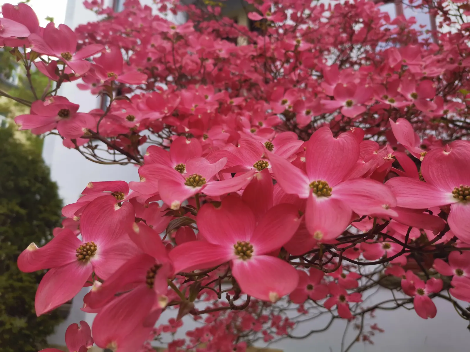Cherokee Chief Dogwood (Cornus Florida 'Cherokee Chief') — The Cherokee Chief Dogwood (Cornus florida 'Cherokee Chief') is a prized ornamental