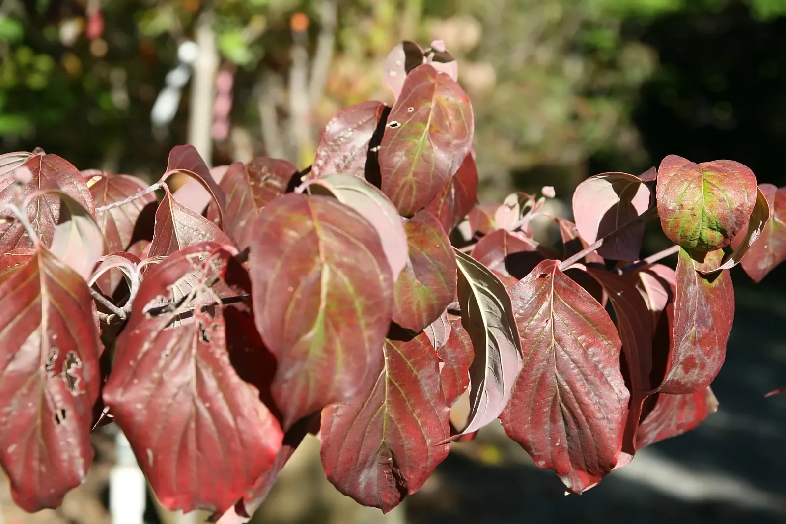 Cherokee Chief Dogwood (Cornus Florida 'Cherokee Chief') — These bracts persist for several weeks, ensuring a dramatic visual impact in any garden setting