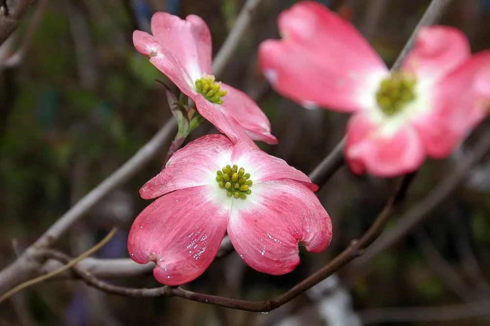 Cherokee Chief Dogwood (Cornus Florida 'Cherokee Chief') — Suited for USDA zones 5-9