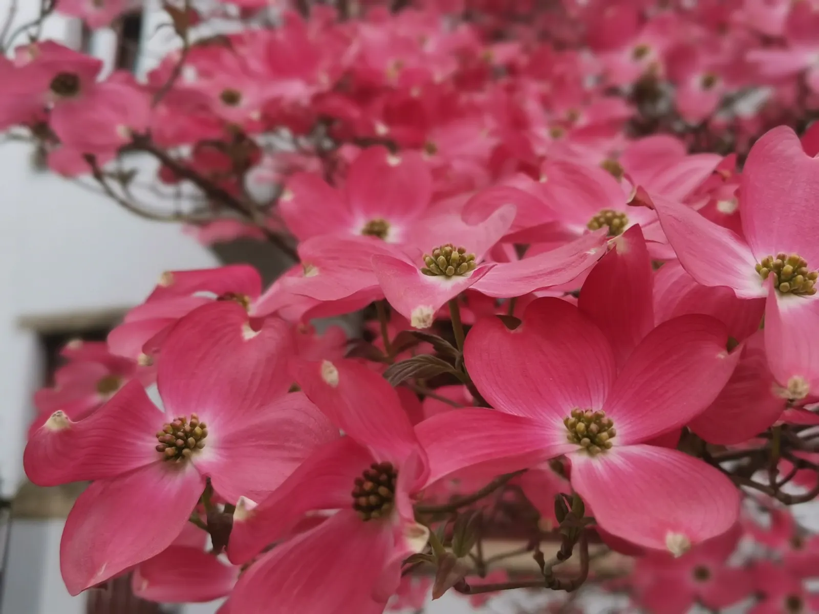 Cherokee Chief Dogwood (Cornus Florida 'Cherokee Chief') — making it an exceptional choice for residential and commercial landscapes