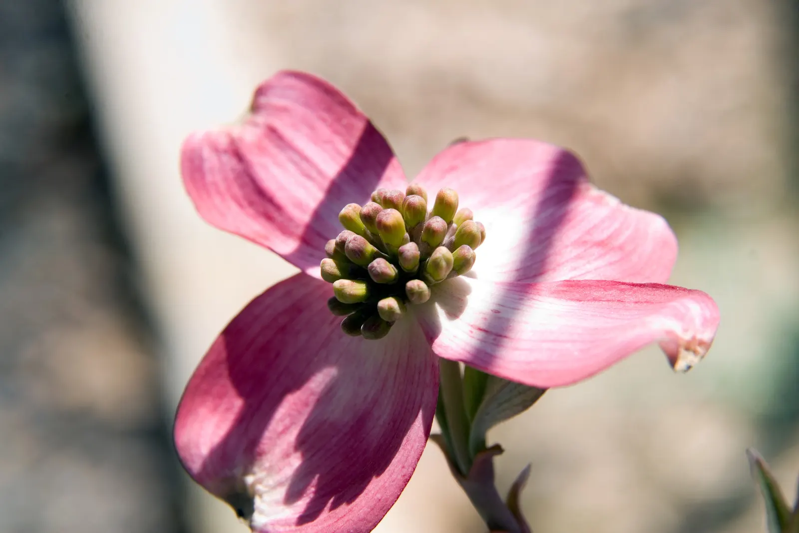 Cherokee Chief Dogwood (Cornus Florida 'Cherokee Chief') — it prefers partial shade and well-drained acidic soils