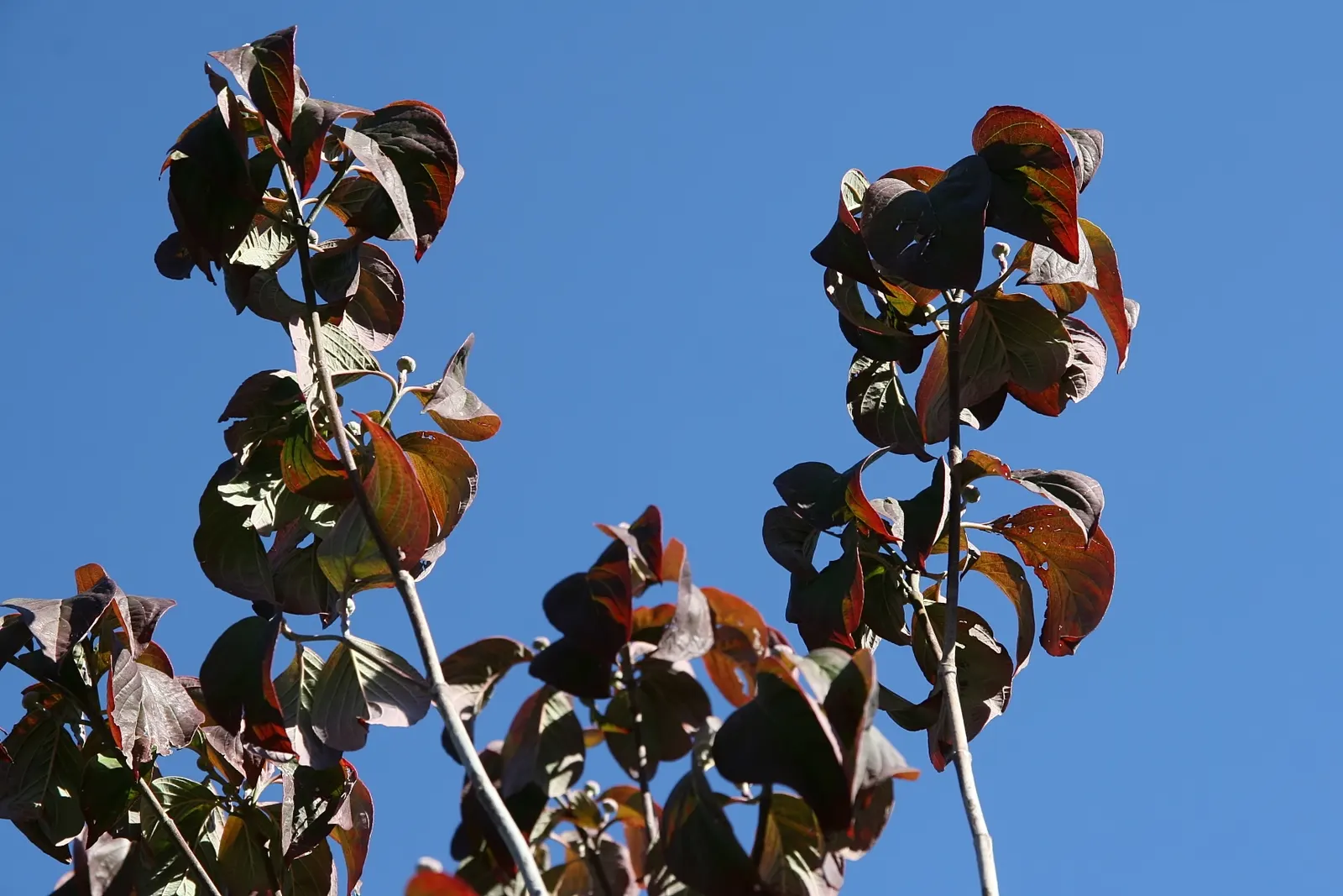 Cherokee Chief Dogwood (Cornus Florida 'Cherokee Chief') — Growing to a mature height of 20-30 feet with a spread up to 20 feet