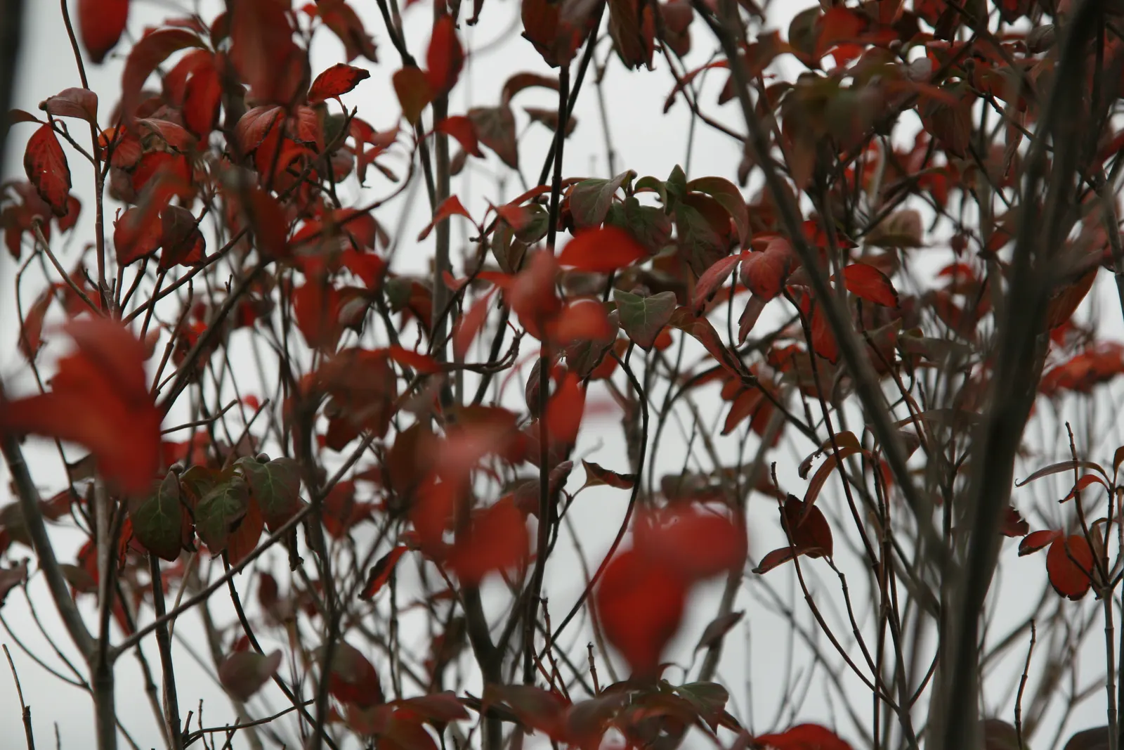 Cherokee Chief Dogwood (Cornus Florida 'Cherokee Chief') — renowned for its striking ruby-red spring blooms