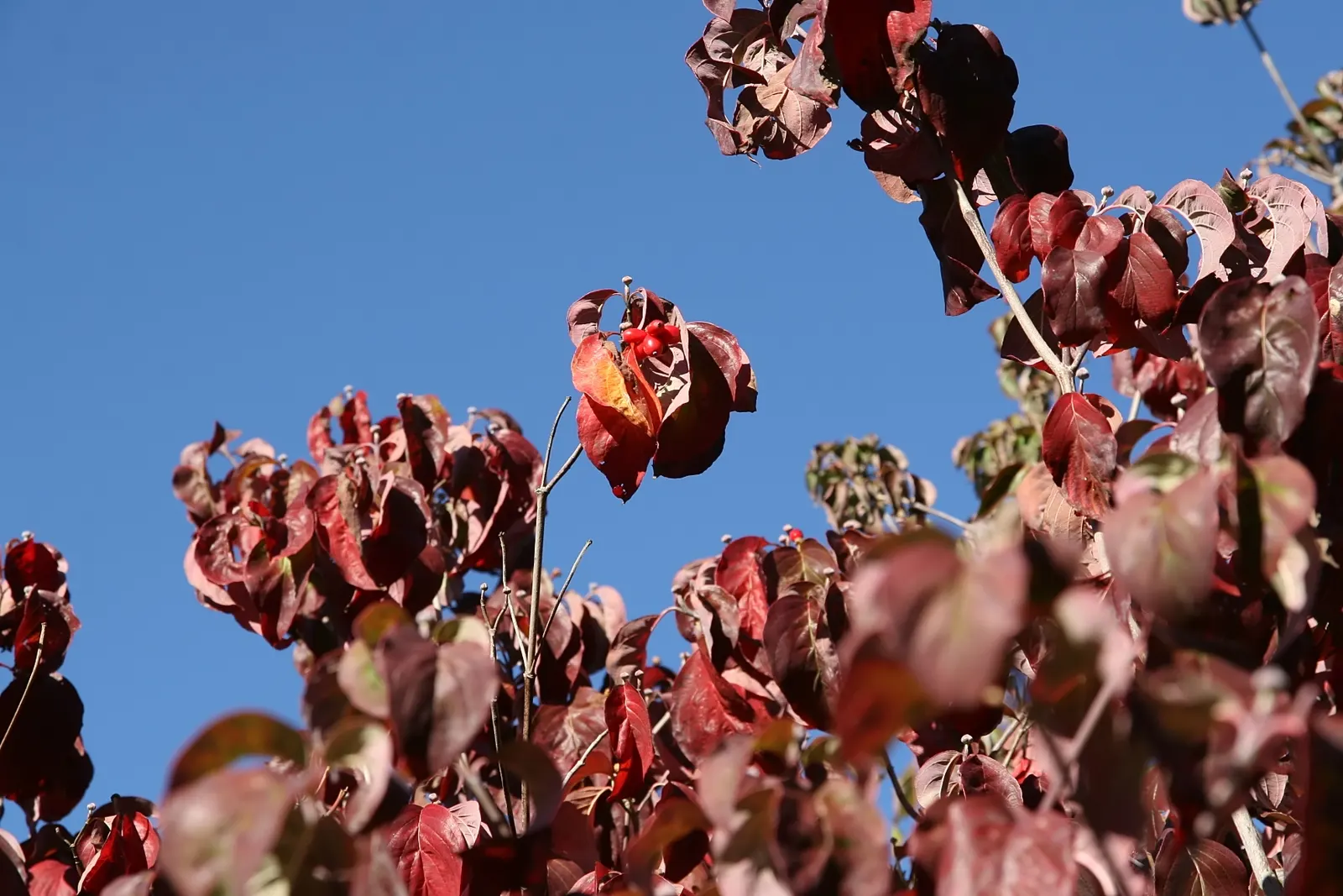 Cherokee Chief Dogwood (Cornus Florida 'Cherokee Chief') — providing a striking yet manageable silhouette.<br><br>In the spring