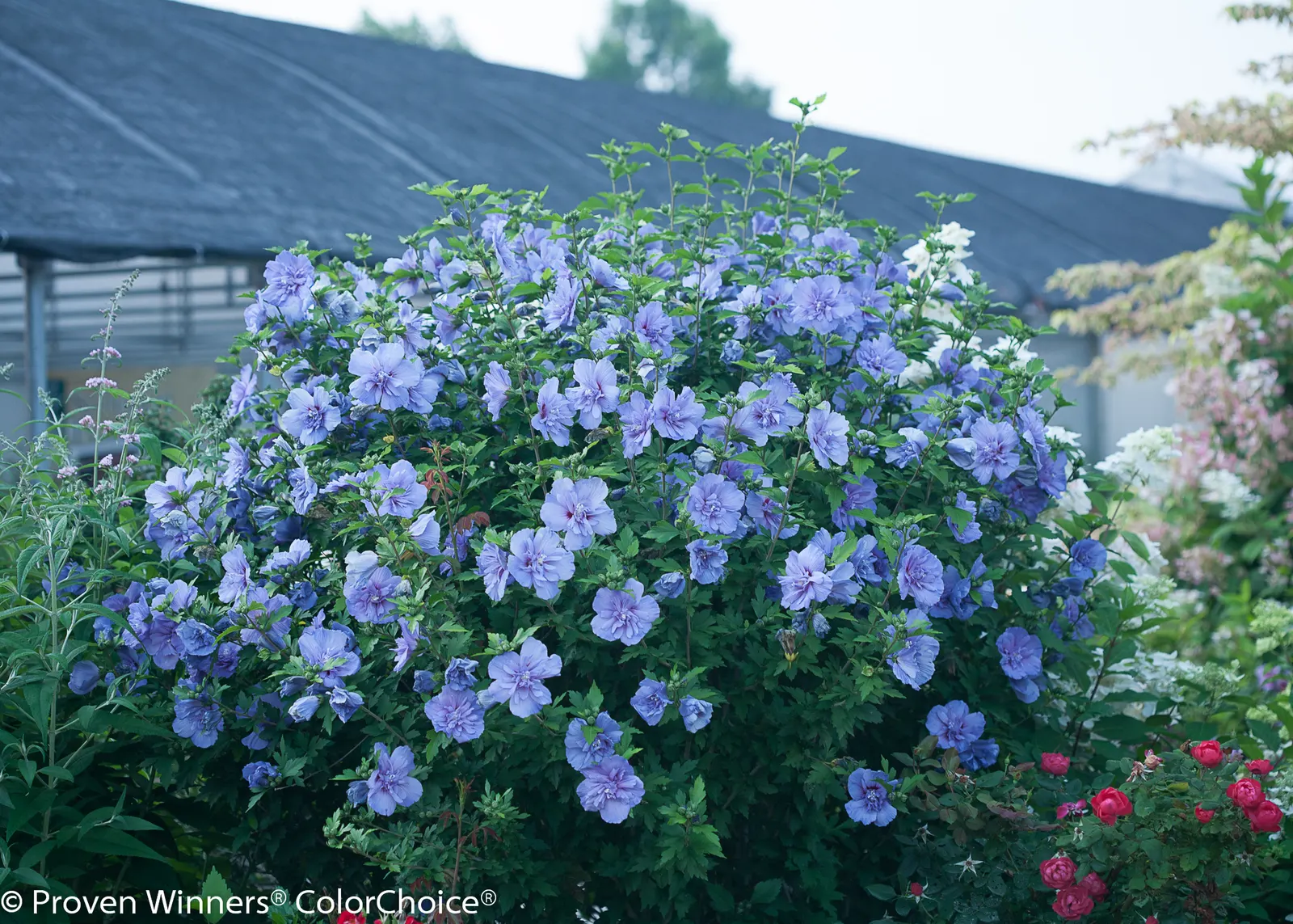 Blue Chiffon® Rose of Sharon (Hibiscus syriacus) — The Hibiscus syriacus Blue Chiffon® is an upright deciduous shrub with dark green foliage and lavender-blue