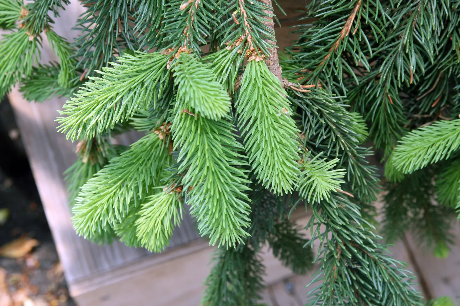 Weeping Norway Spruce (Picea Abies 'Pendula') — Suitable for small to medium-sized yards