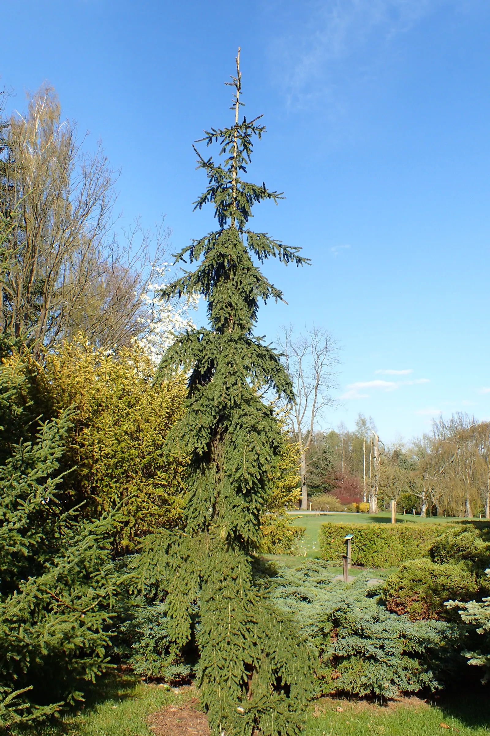 Weeping Norway Spruce (Picea Abies 'Pendula') — Growing to about 10-15 feet in height and 10 feet in width