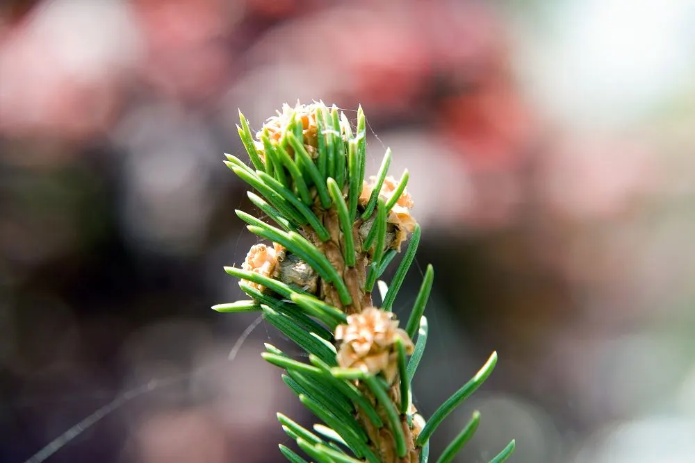 Weeping Norway Spruce (Picea Abies 'Pendula') — its ultimate size is largely determined by staking and training in its youth
