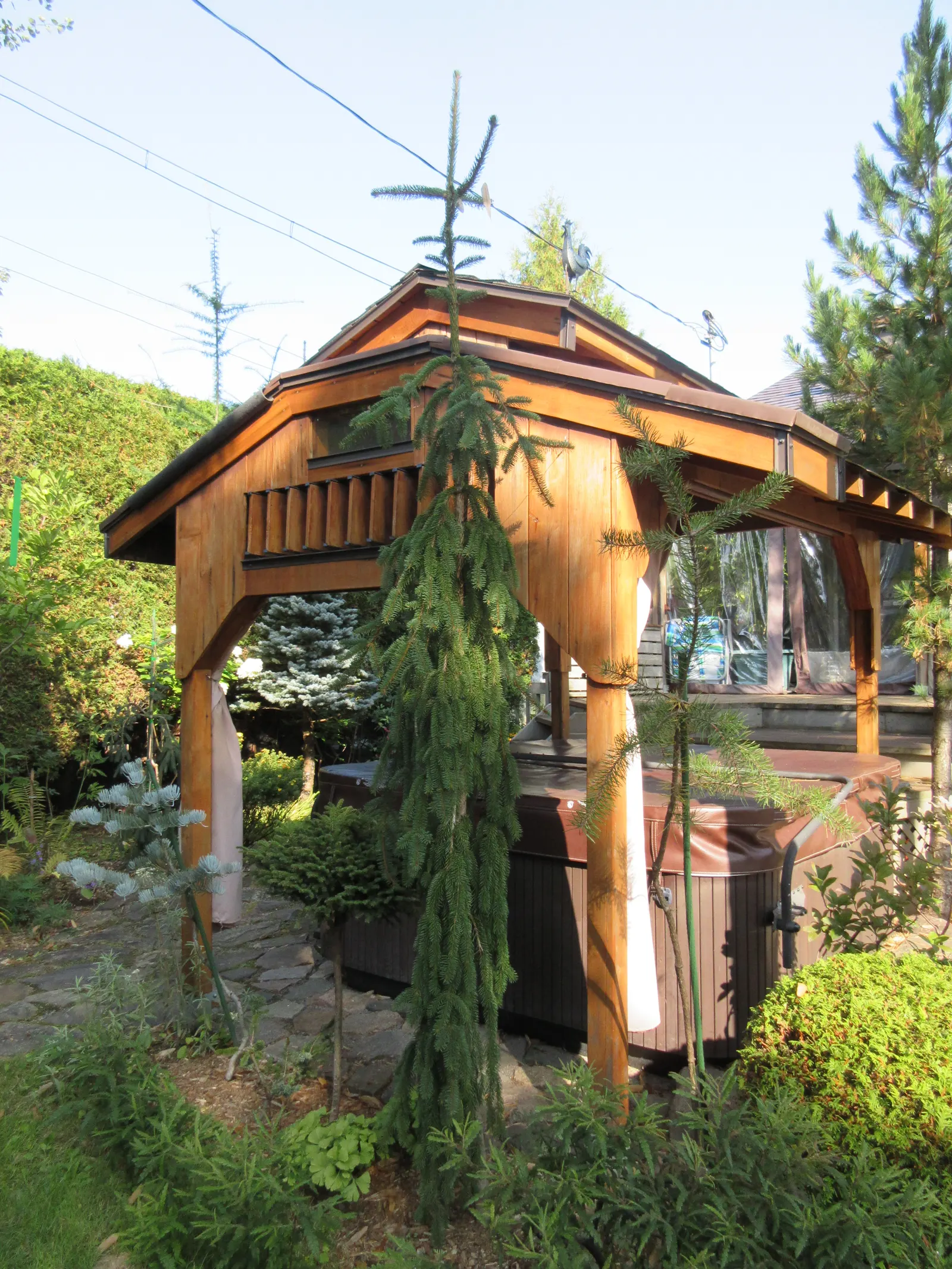 Weeping Norway Spruce (Picea Abies 'Pendula') — stiff needles that radiate around the stems
