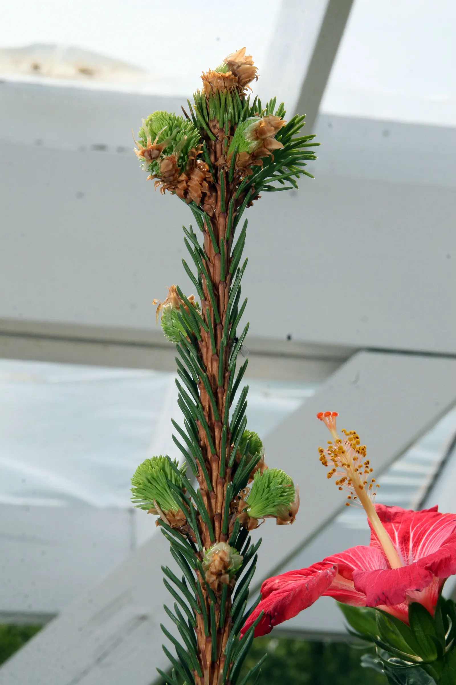 Weeping Norway Spruce (Picea Abies 'Pendula') — this plant is characterized by its gracefully drooping branches and lush evergreen foliage