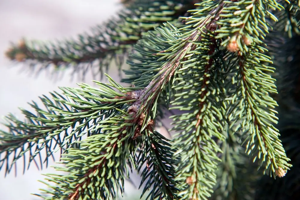 Weeping Norway Spruce (Picea Abies 'Pendula') — pendulous branches exhibit short
