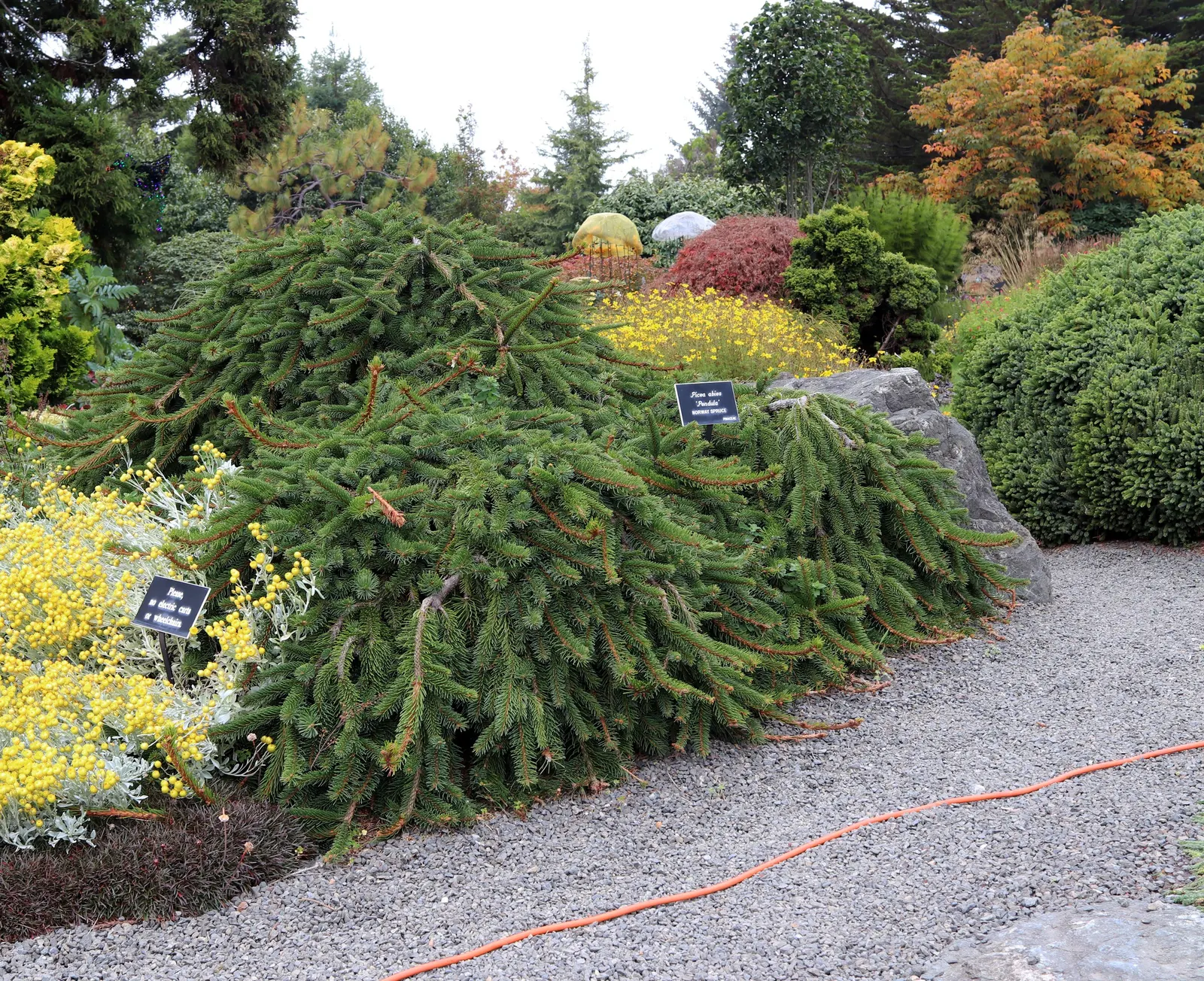 Weeping Norway Spruce (Picea Abies 'Pendula') — Picea abies 'Pendula' is extremely cold tolerant