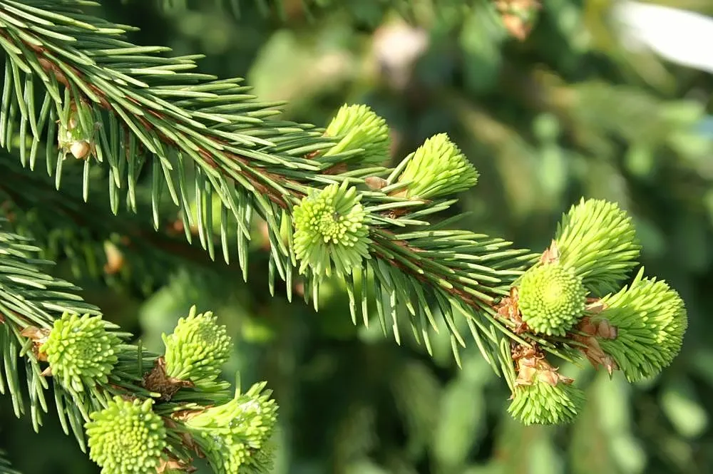 Weeping Norway Spruce (Picea Abies 'Pendula') — The Weeping Norway Spruce, Picea abies 'Pendula', is a distinctive conifer with a dramatic, cascading form