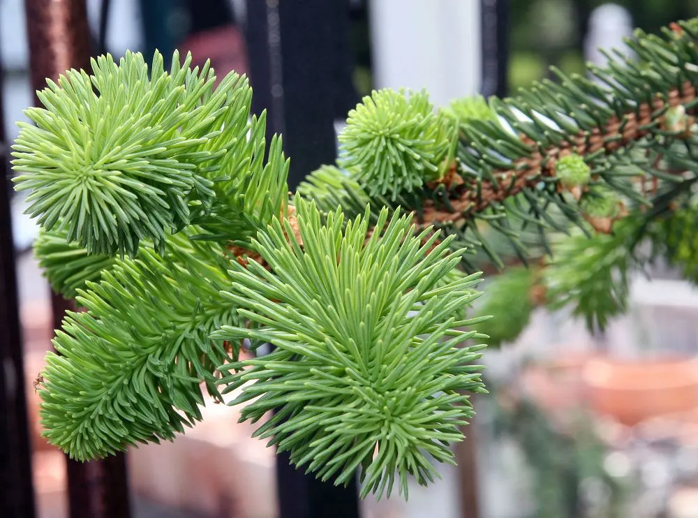Weeping Norway Spruce (Picea Abies 'Pendula') — withstanding temperatures as low as -40&deg;F