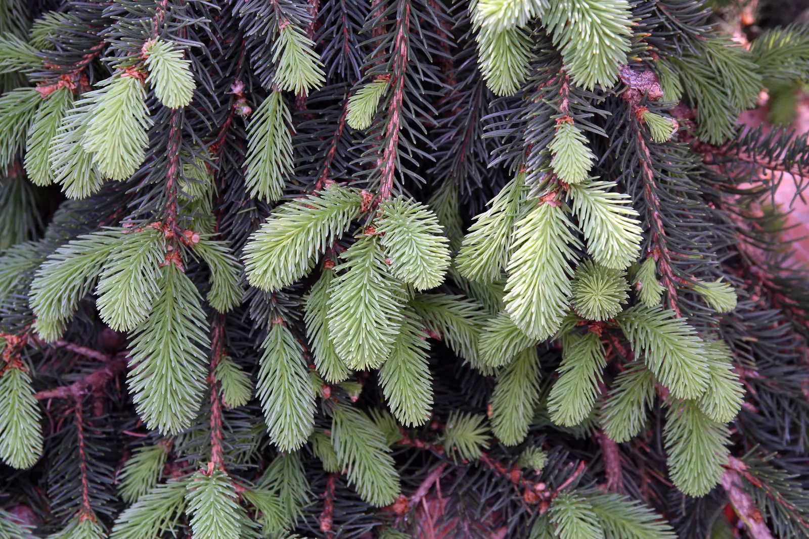 Weeping Norway Spruce (Picea Abies 'Pendula') — Hardy to Zone 2, it thrives in full sun and well-drained soil