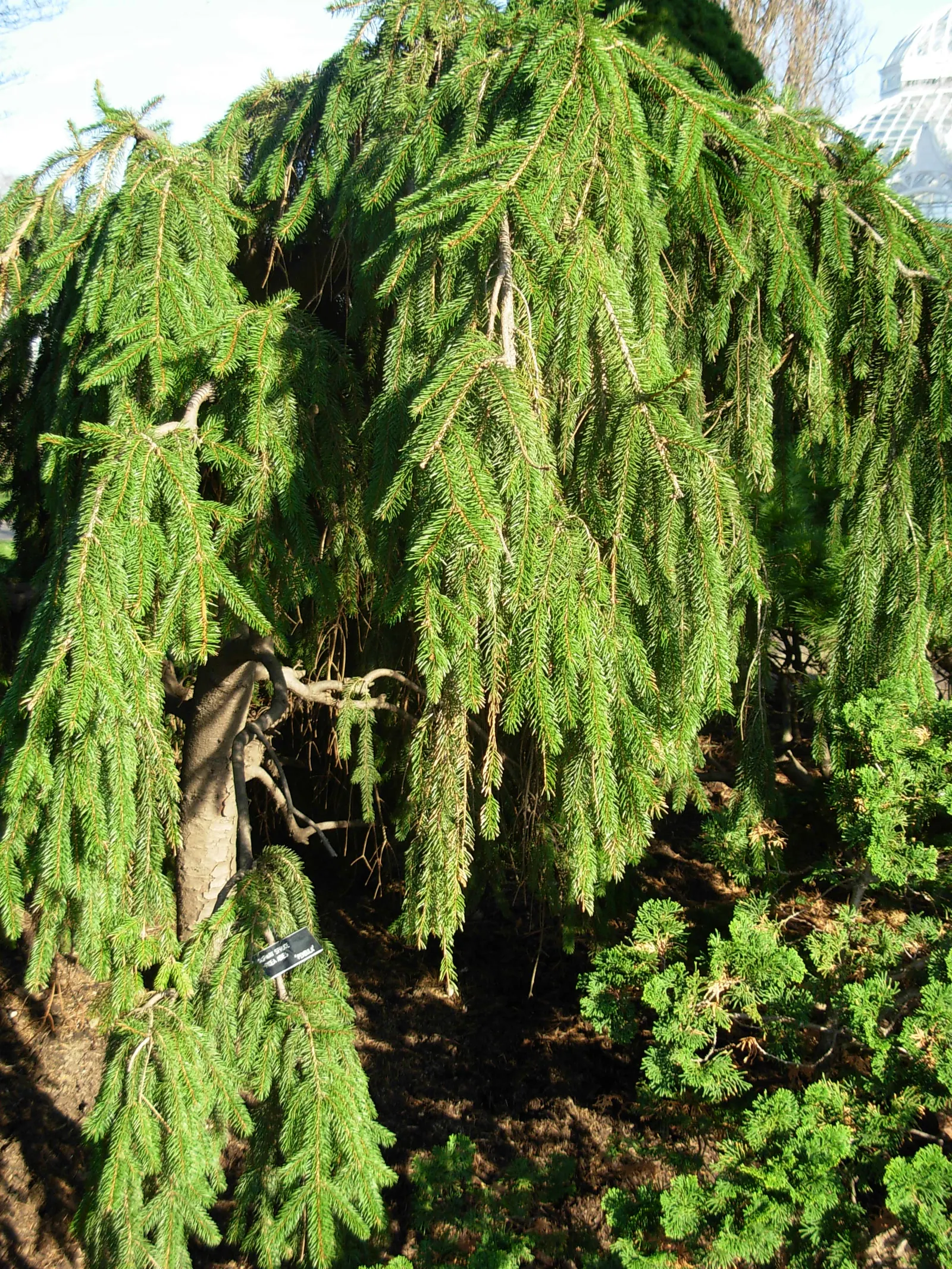 Weeping Norway Spruce (Picea Abies 'Pendula') — yet serene aesthetic.<br><br>Growing to an average height of 4 to 15 feet with a similar spread